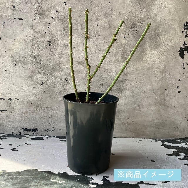 バラ大苗 ファルセット【大森プランツオリジナル】 ＜3月上旬発送商品