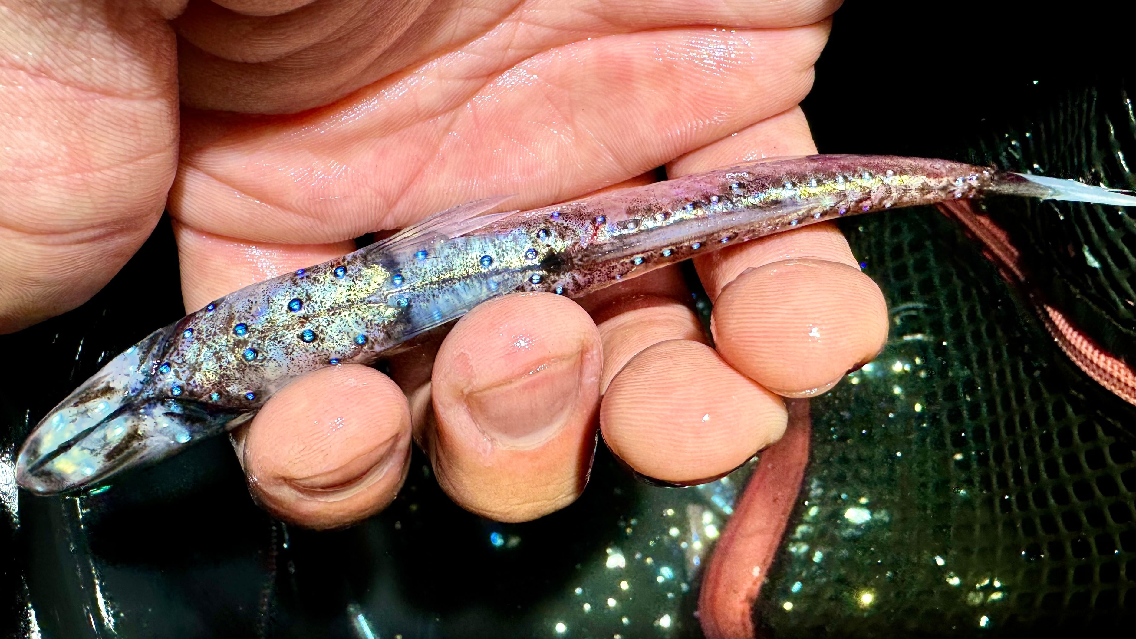 深海魚ハダカイワシ標本 | あらかわちゃんねるオンラインショップ