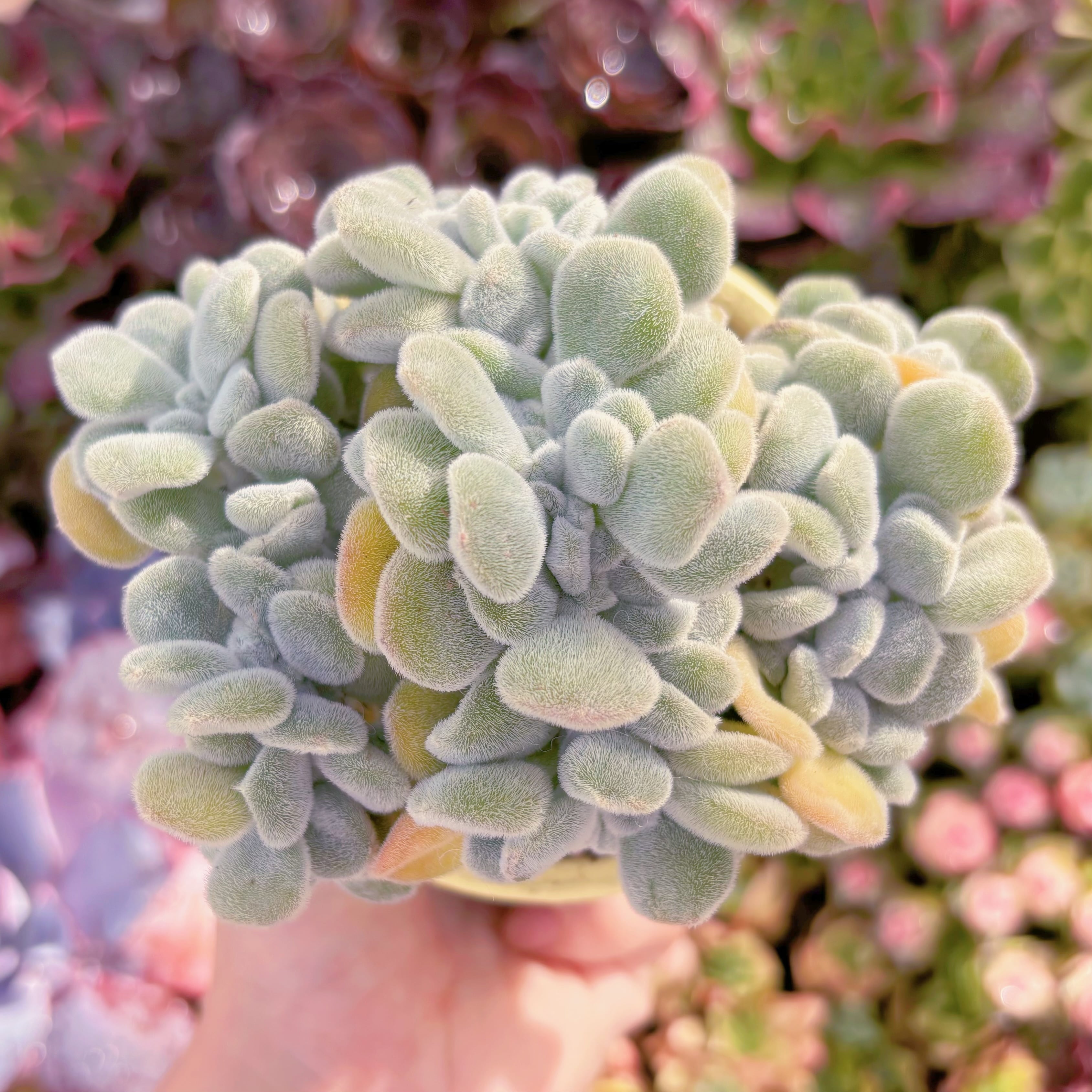 多肉植物 雪晃星綴化 大苗 新入荷 るる農園 | るる農園~多肉植物専門