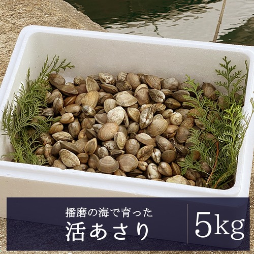2026年2月13日（金）発送【畜養】活あさり 5kg