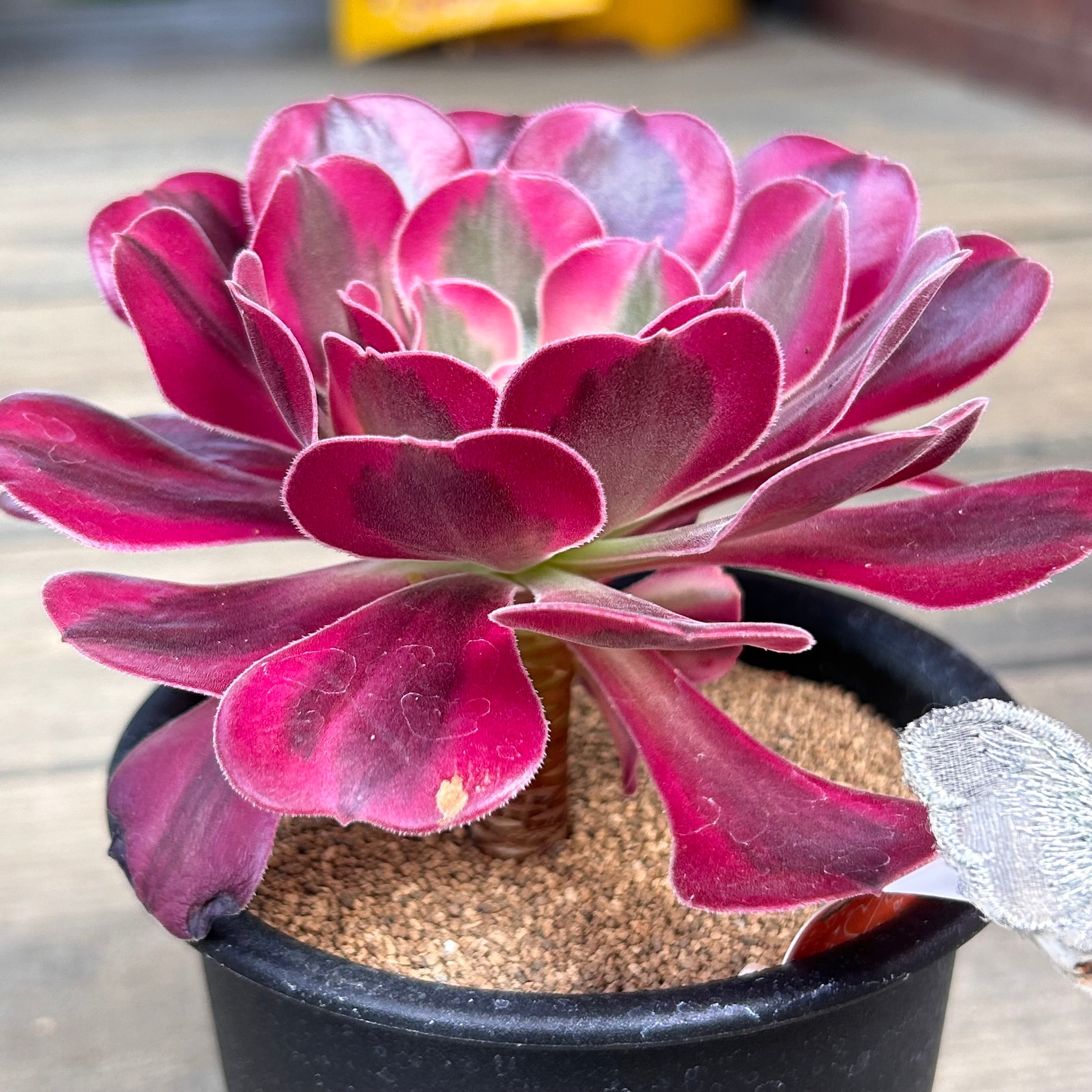 メデューサ アエオニウム | RuPo 多肉植物専門店