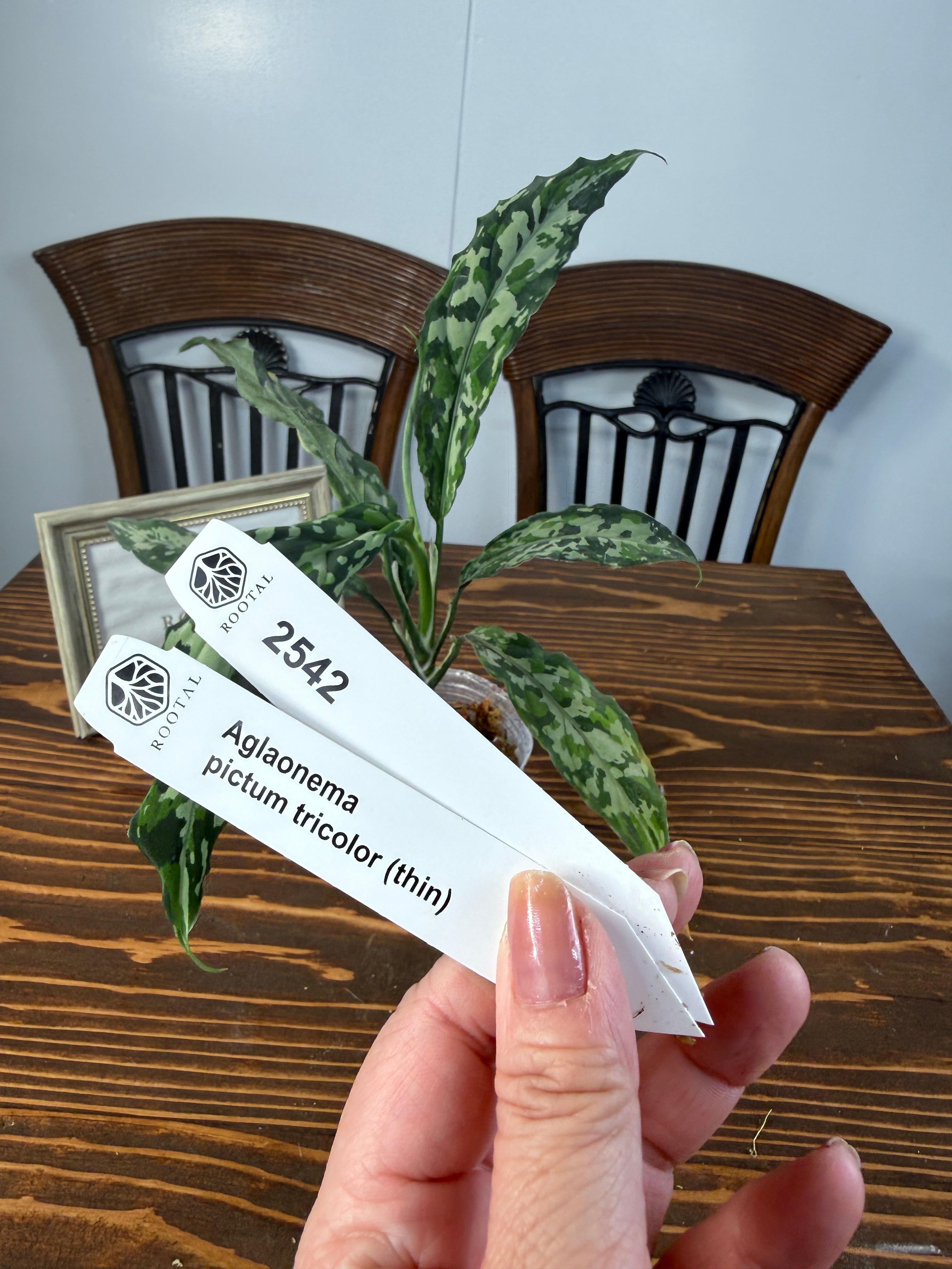 ★2542【シャープな迷彩美】アグラオネマ ピクタムトリカラーthin(8cmポット口径)