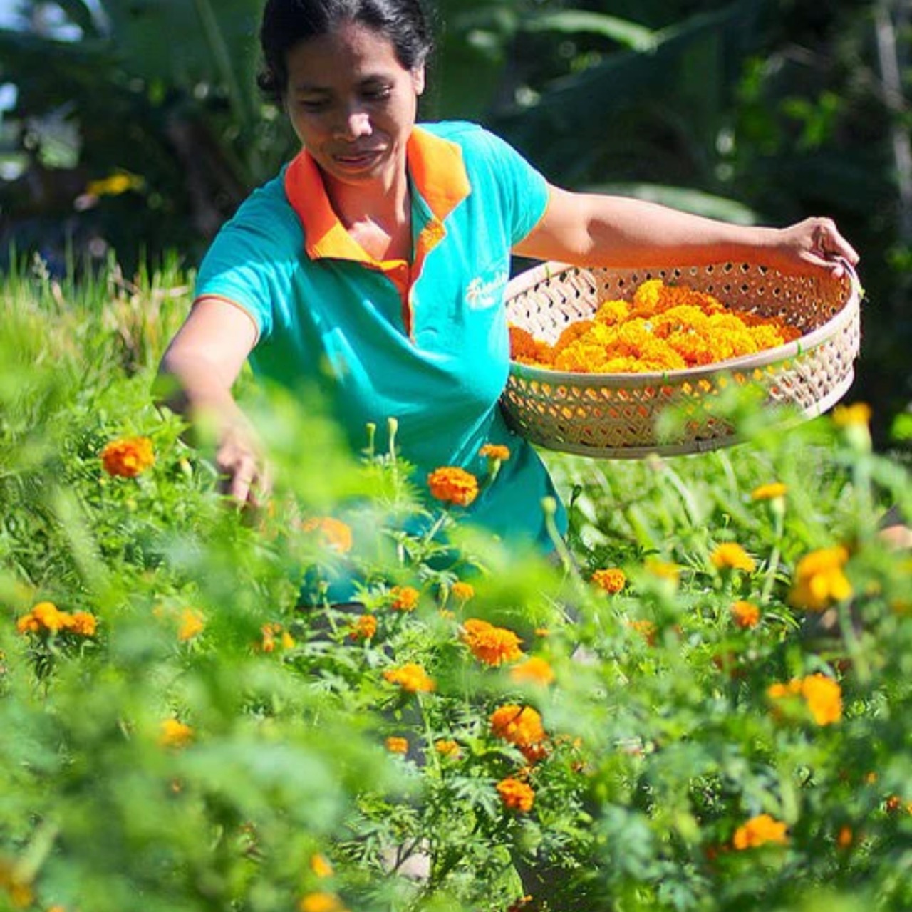 【ティーバッグ】Brain Booster Tea｜ブレインブースターティー