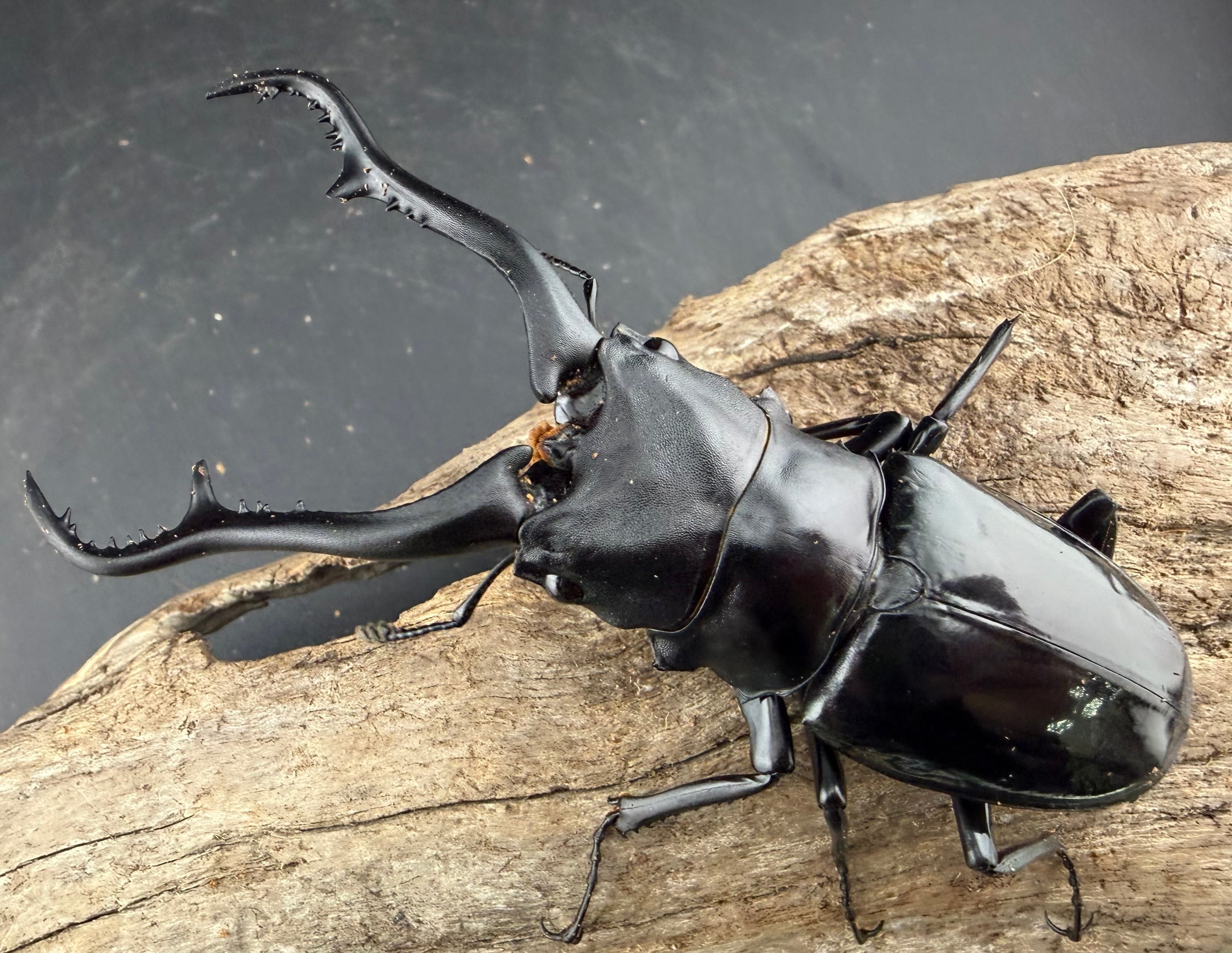 WD】《 ギラファノコギリ亜種マキタイ 南カマリネス産 96.5mm A'品ペア