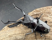 【WD】《 ギラファノコギリ亜種マキタイ 南カマリネス産 96.5mm A'品ペア》