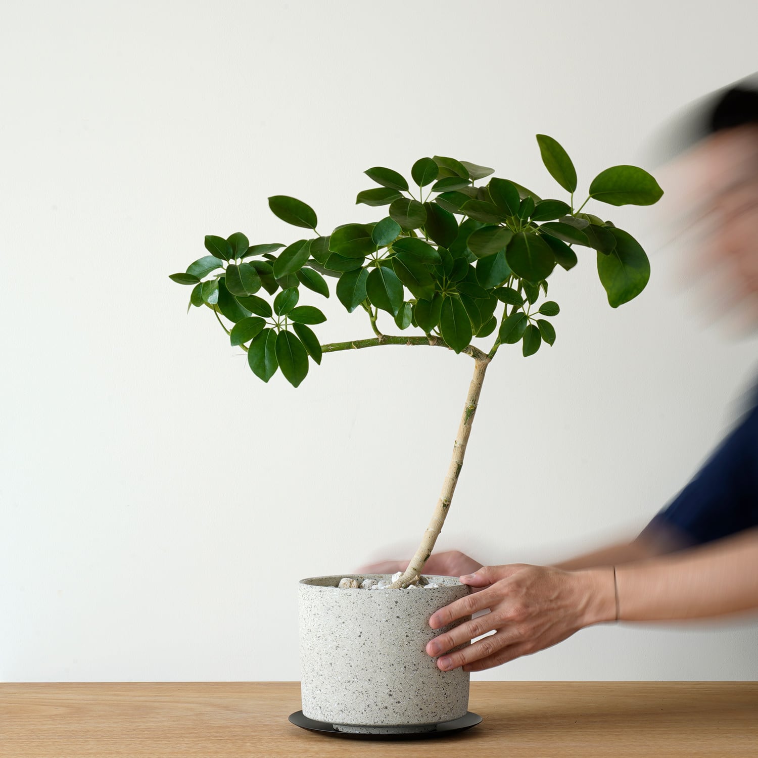 AYANAS（アヤナス）｜観葉植物のセレクトショップ・通販