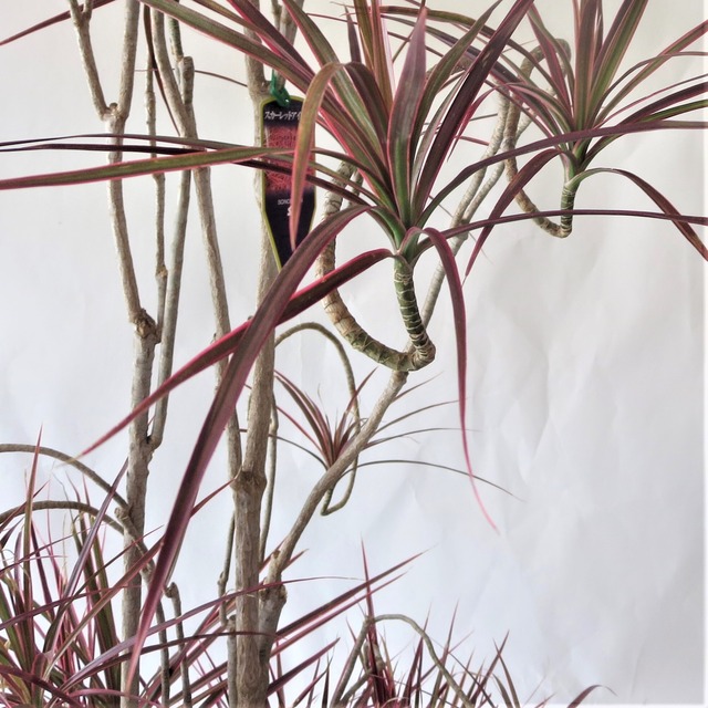ドラセナコンシンネスカーレットアイビス 葉の赤とユニークな枝振りが人気の稀少品 フラワーブティック さいとう