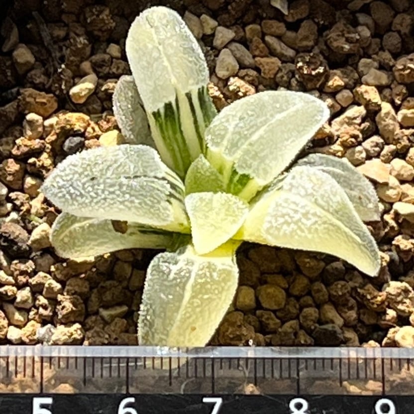 ハオルチア 白銀鉄道錦 | mocono_plants