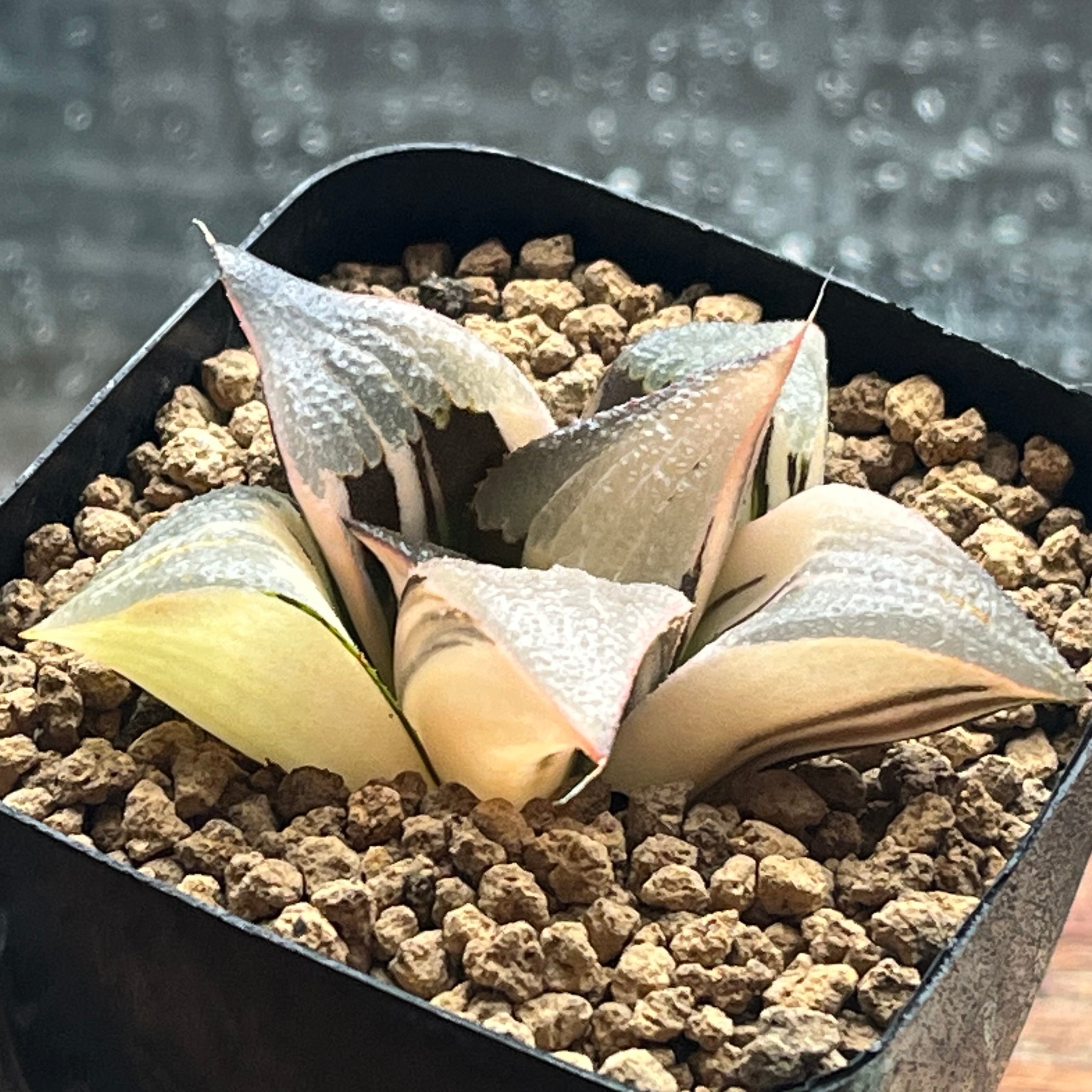 ハオルチア 雪花錦 | mocono_plants