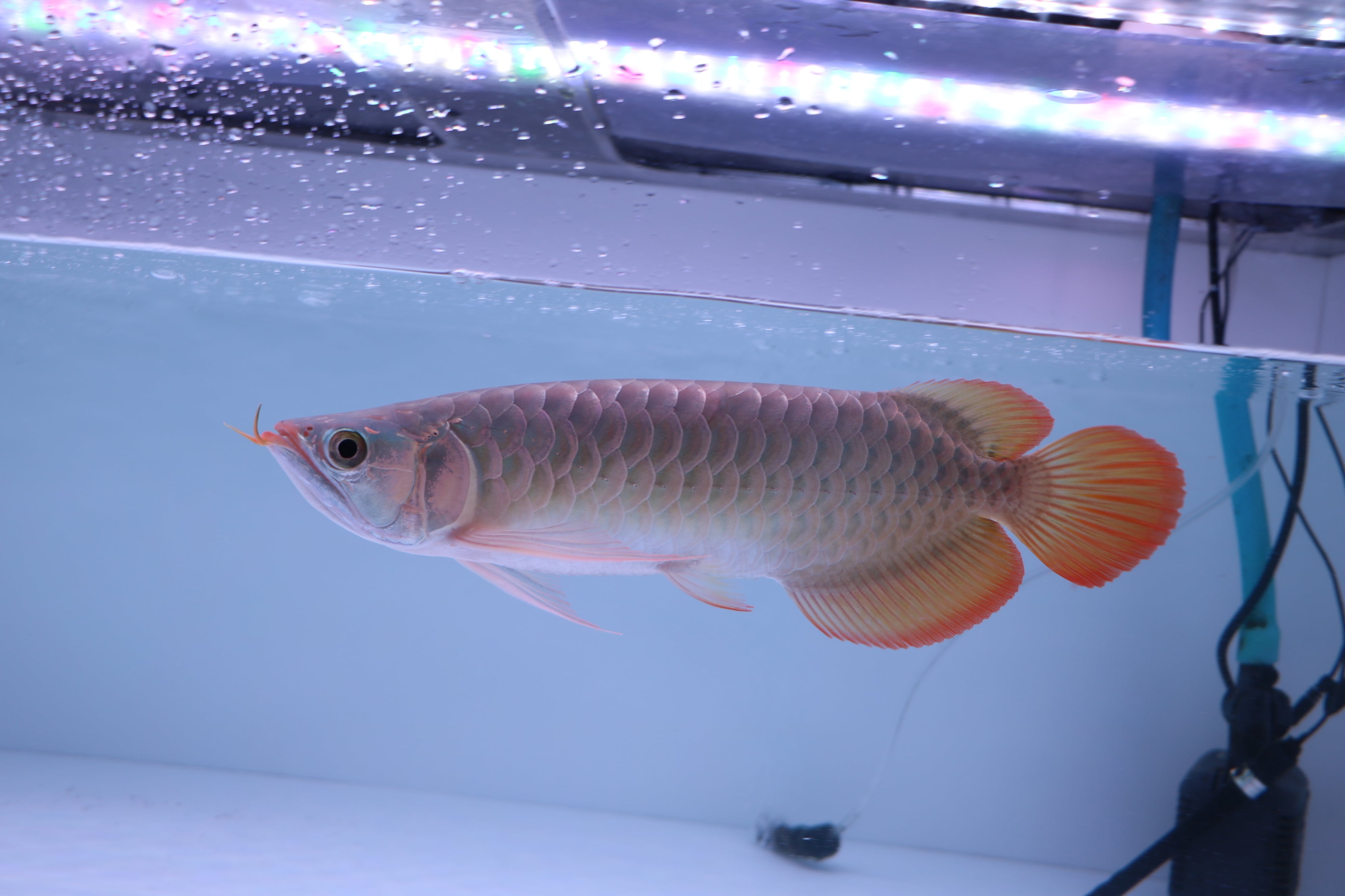 ダトニオプラスワン② ±38㎝ | アロワナ等の大型魚・熱帯魚の