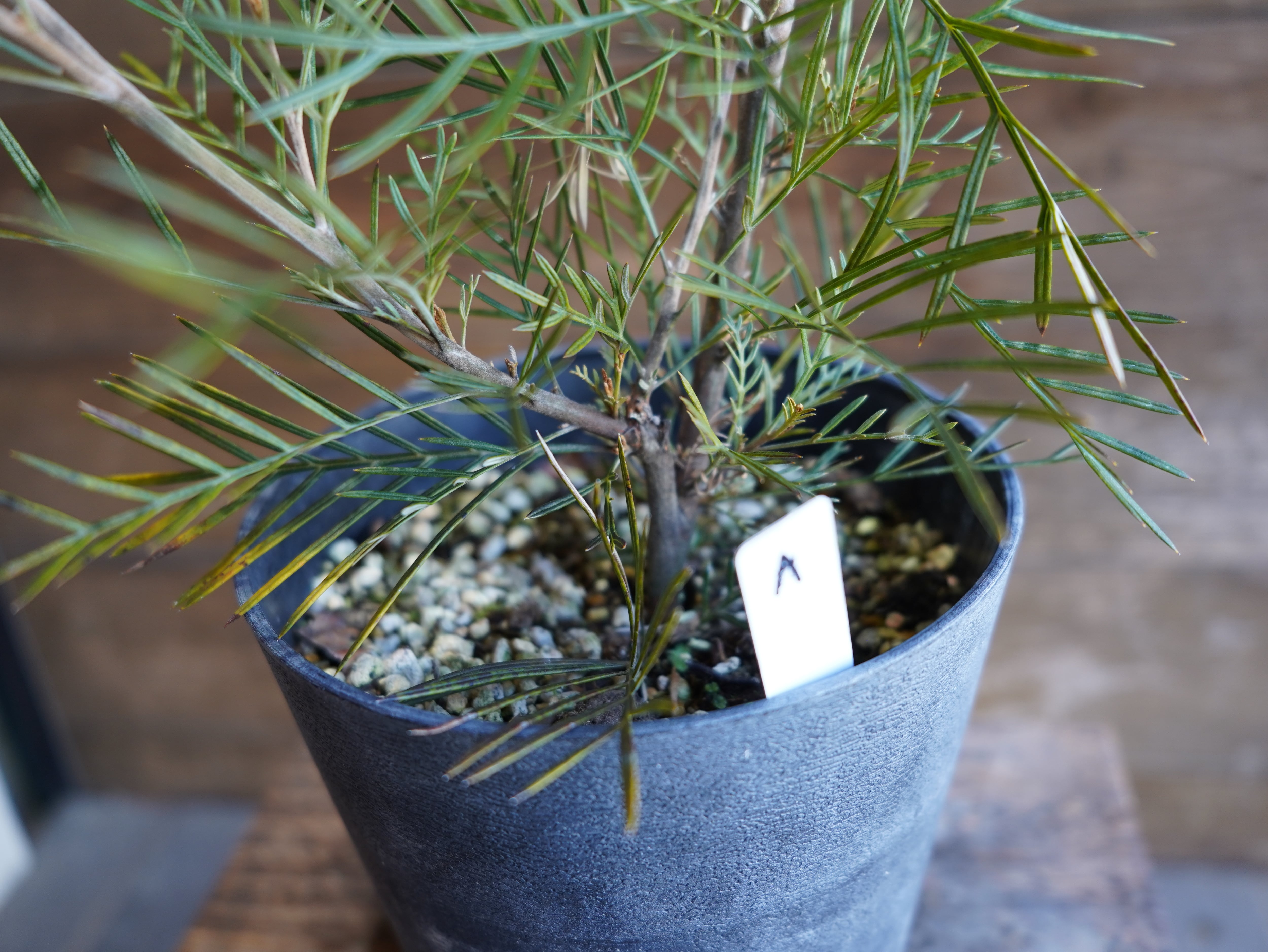 【現物】グレビレア　”アイボリーホイップ”　A