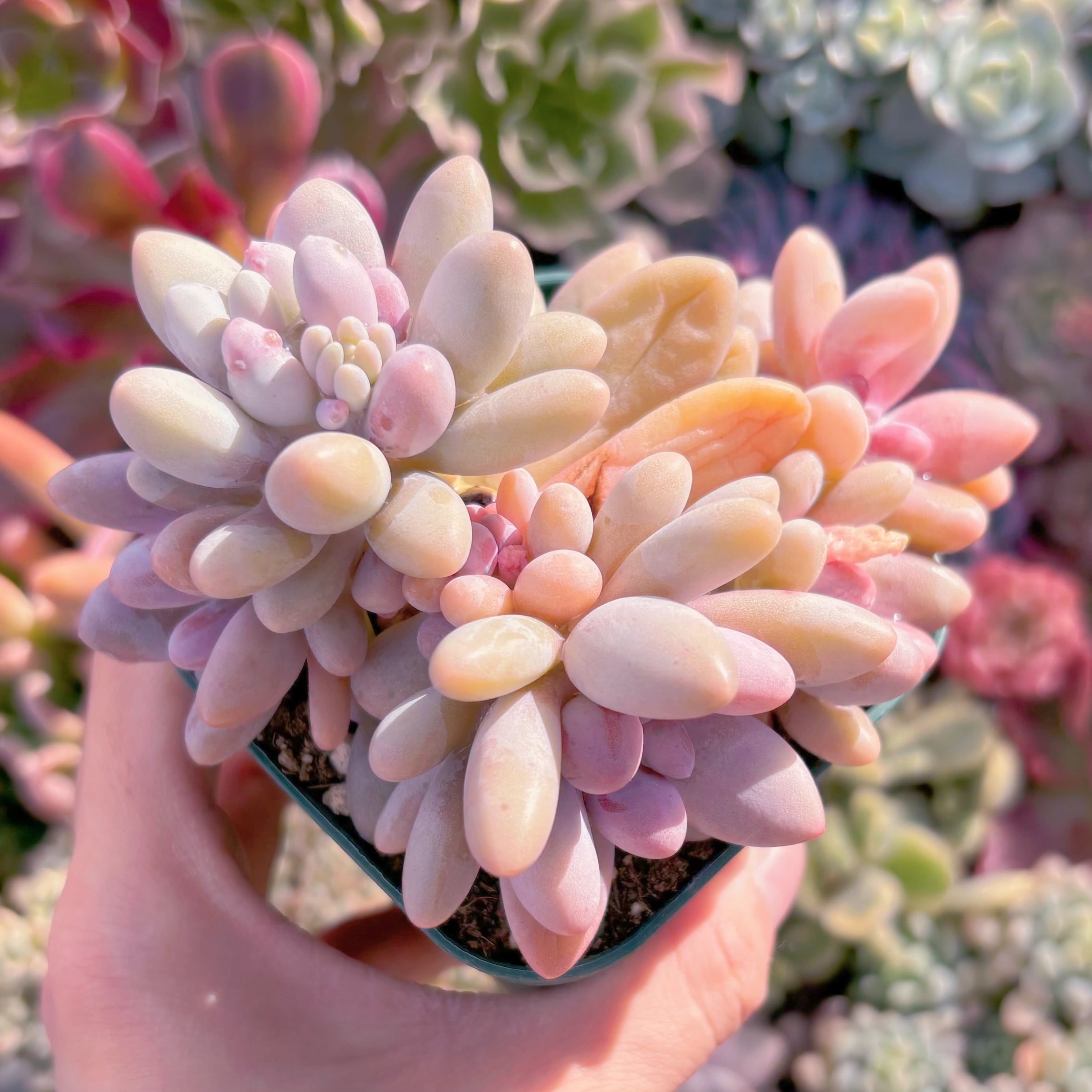 現品　白い恋人#266    群生　るる農園