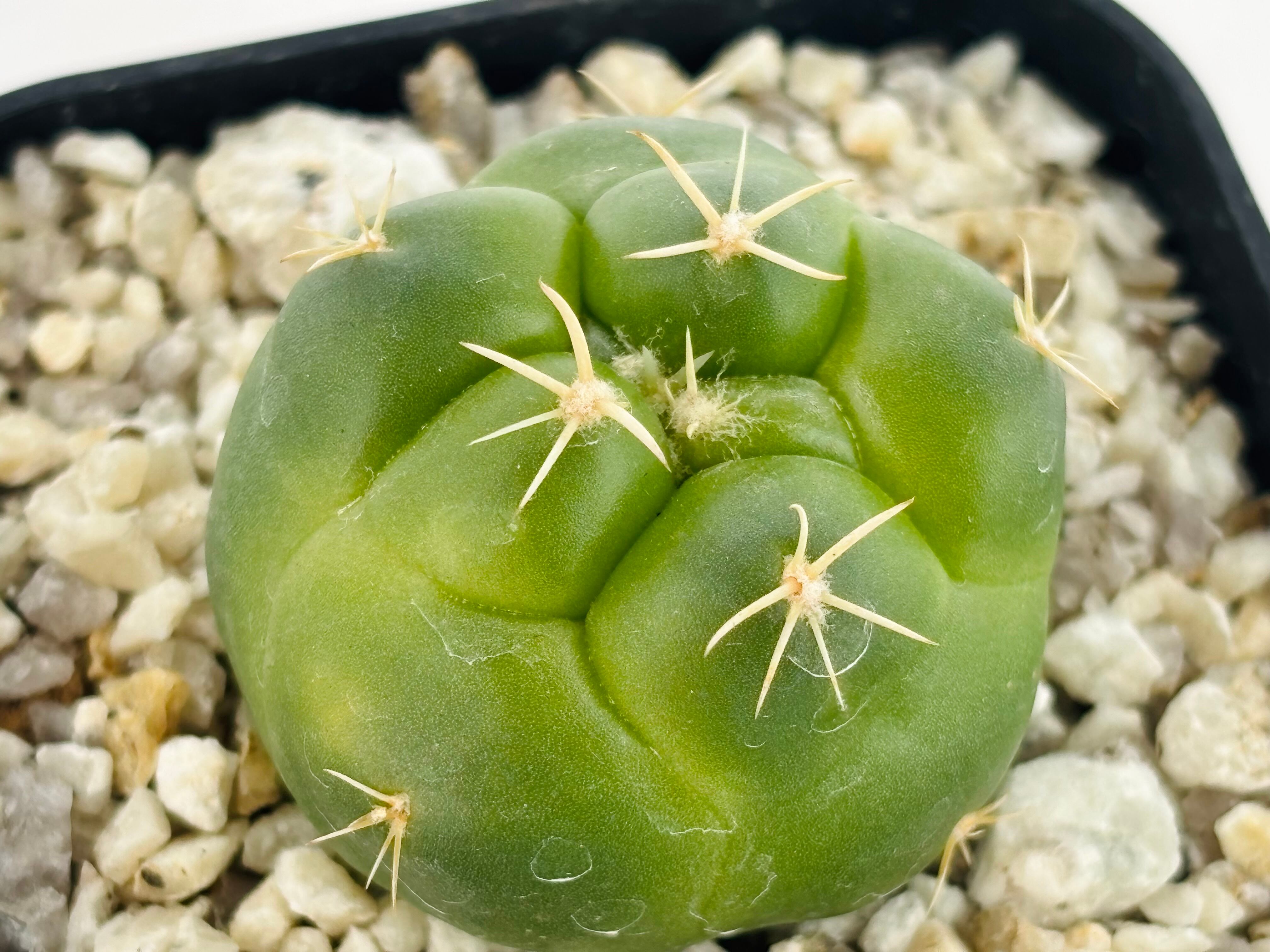 Coryphantha elephantidens コリファンタ 紅葉象牙丸 サボテン