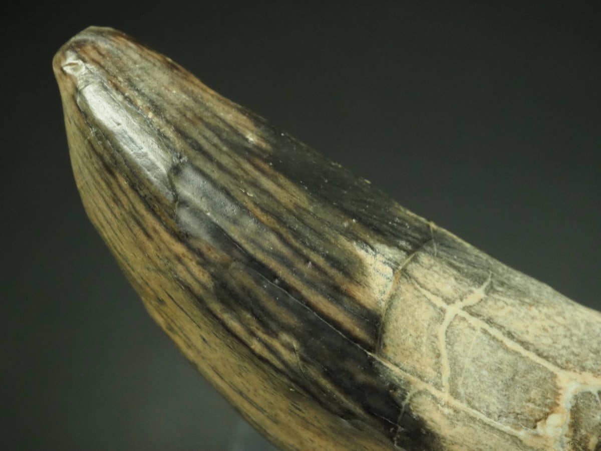 超激レア！極上！スコミムスの歯【Suchomimus tenerensis】【約 45 mm