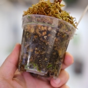 【選抜】Papillilaminum(Fort Sherman) × Anthurium King of spades(KOS) / アンスリウム・キングオブスペード×パピリラミナム / 観葉植物