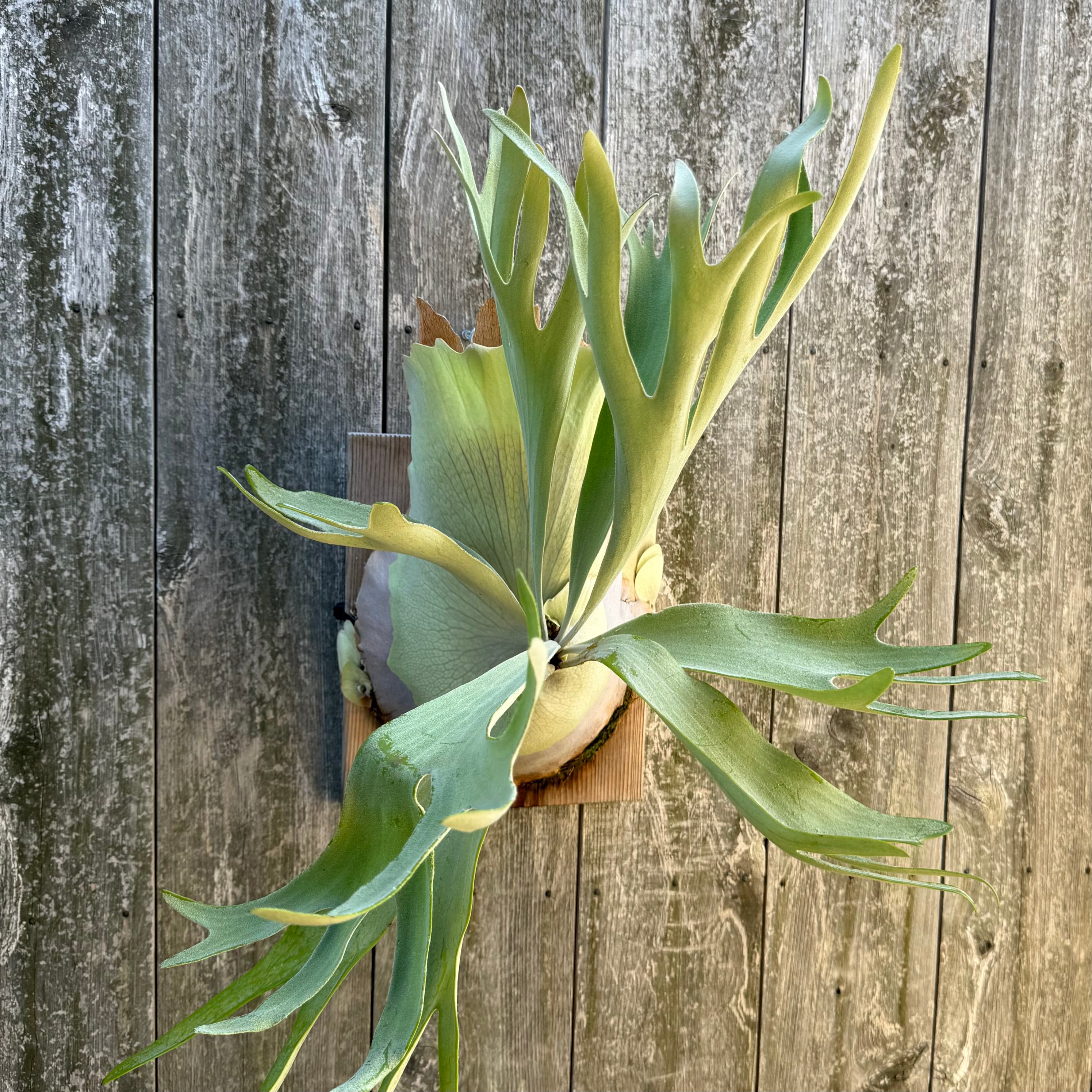 P. veitchii wild spore | naturefix