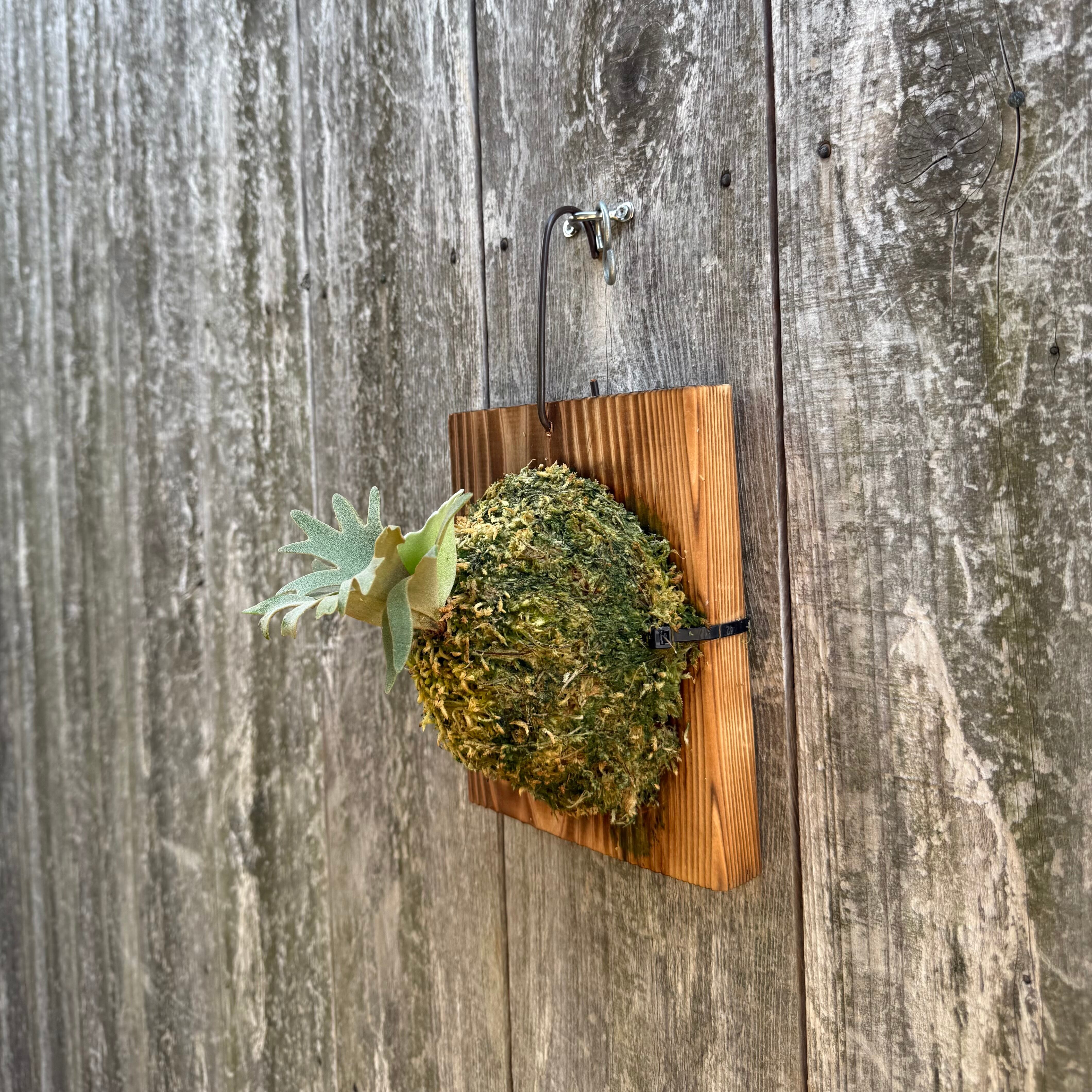 P. willinckii Jewel sporeling | naturefix