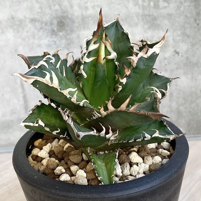 agave titanota red catweazle/アガベ チタノタ レッドキャット