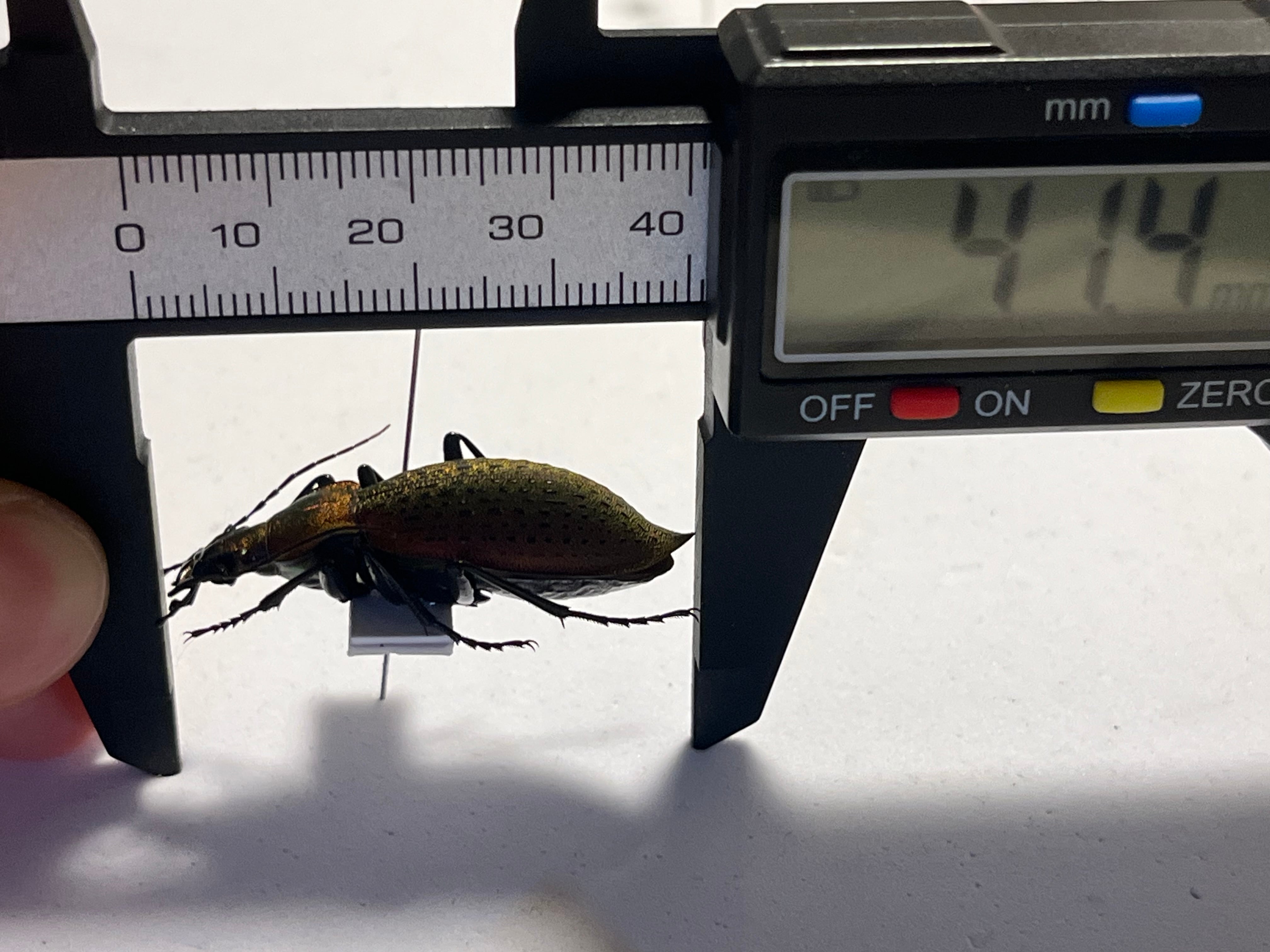 極美個体】チョウセンカブリモドキ オサムシ標本 オサムシ