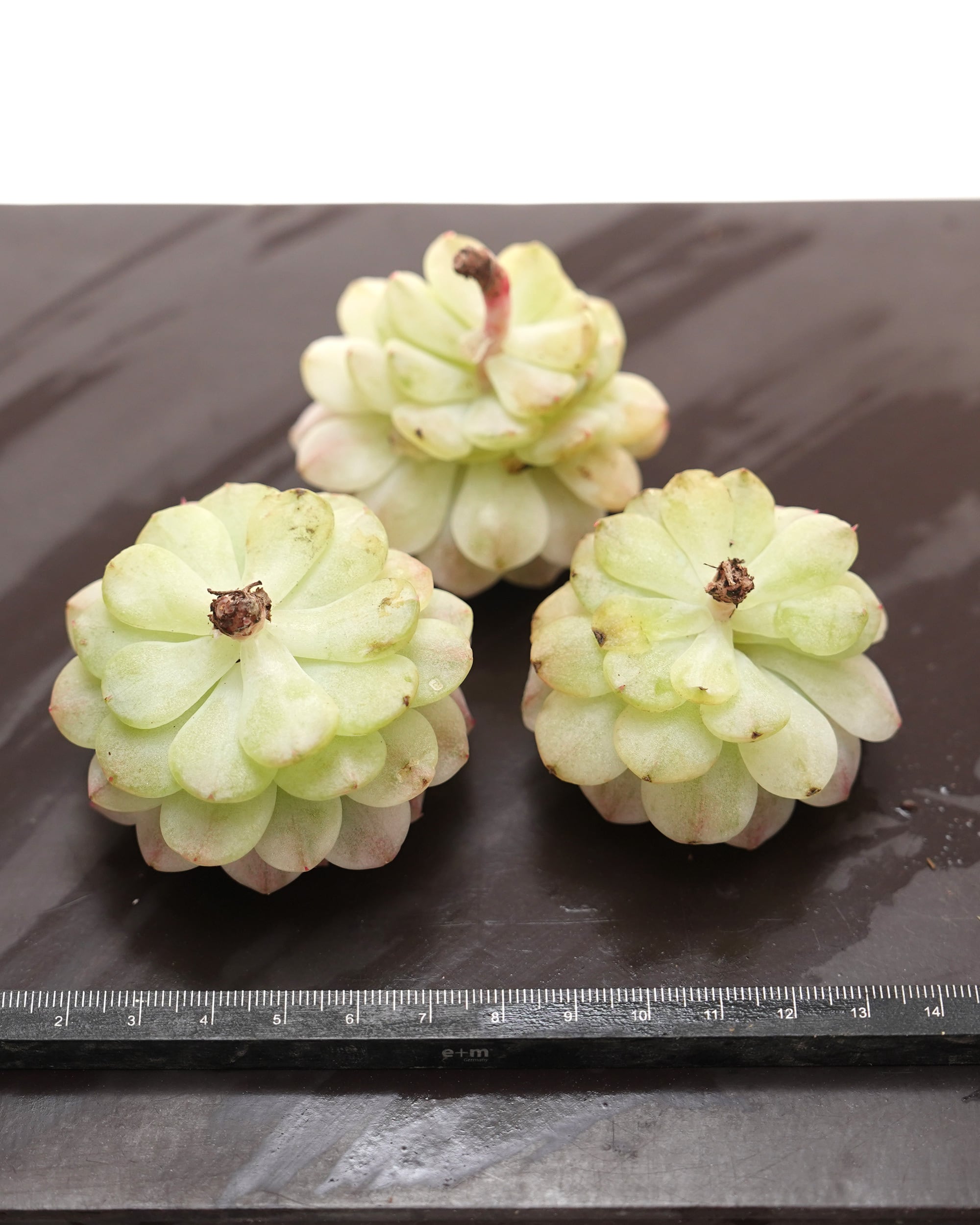 カット苗 静夜錦 Echeveria derenbergii f.variegata | PUKUBOOK