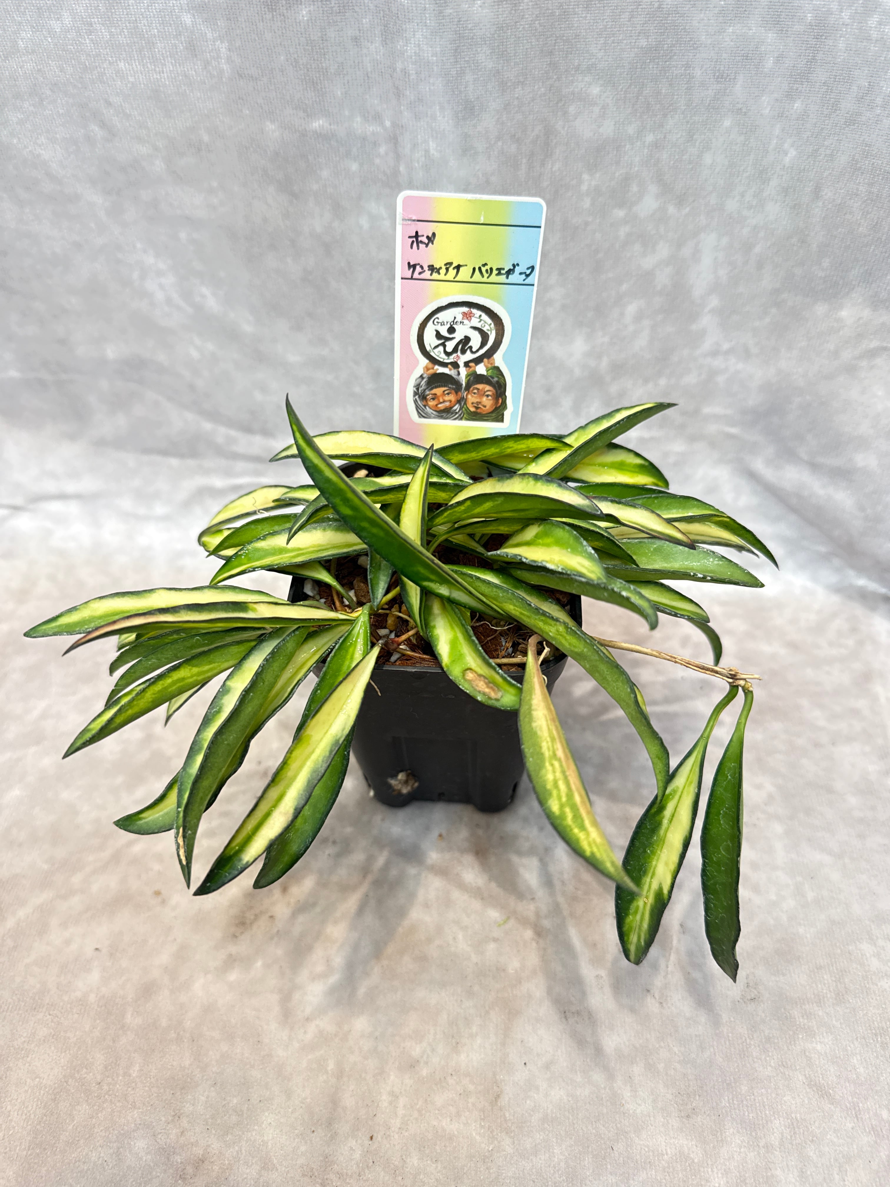 ホヤ・ディスキディア・洋蘭等 | Gardenえん 【観葉熱帯植物】