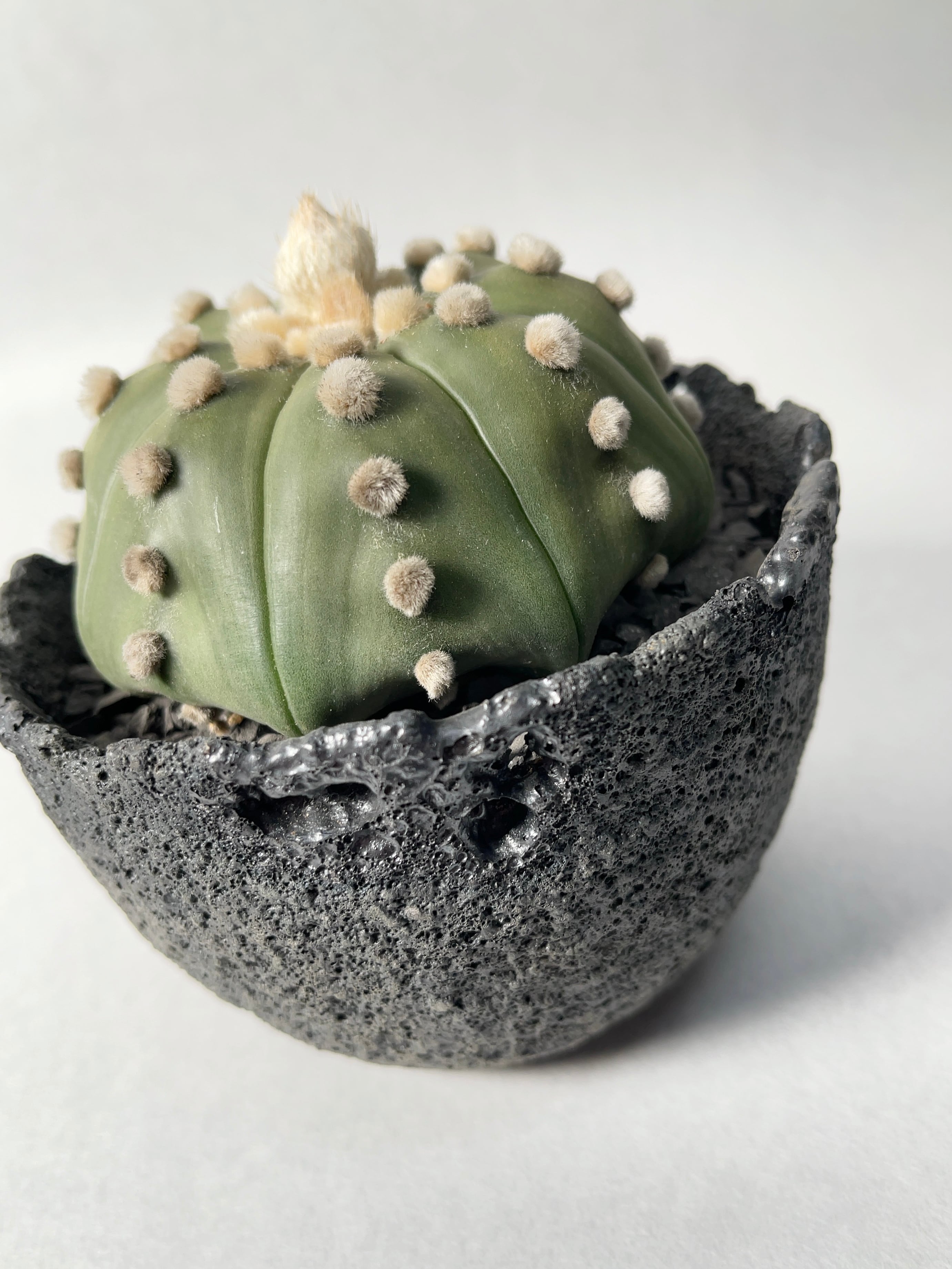 トリプルヘッド　アストロフィツム　瑠璃兜　デザイン陶器鉢のまま発送　サボテン アストロフィツム・瑠璃兜 | trigger