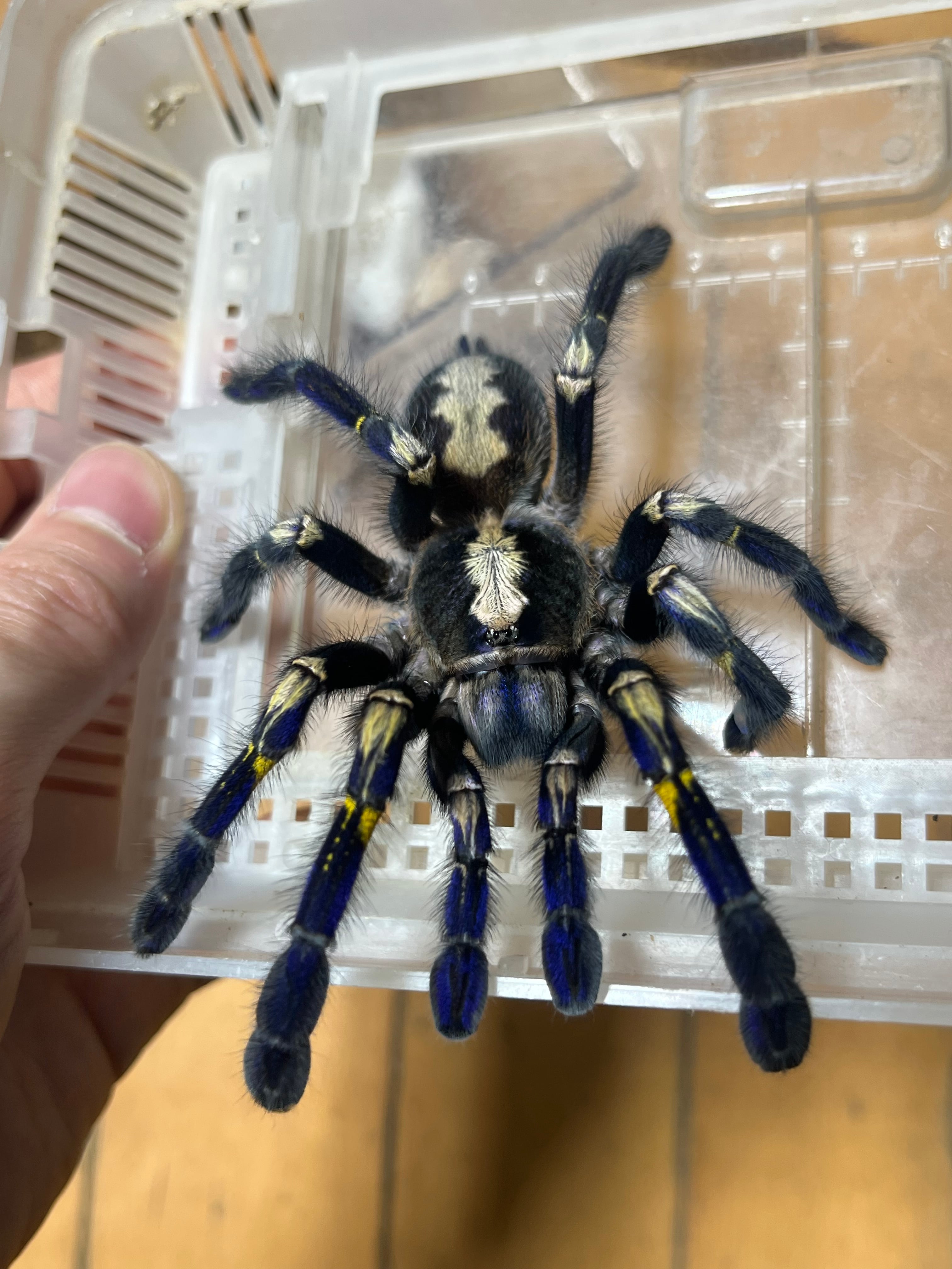 Poecilotheria | オモニキチュウ