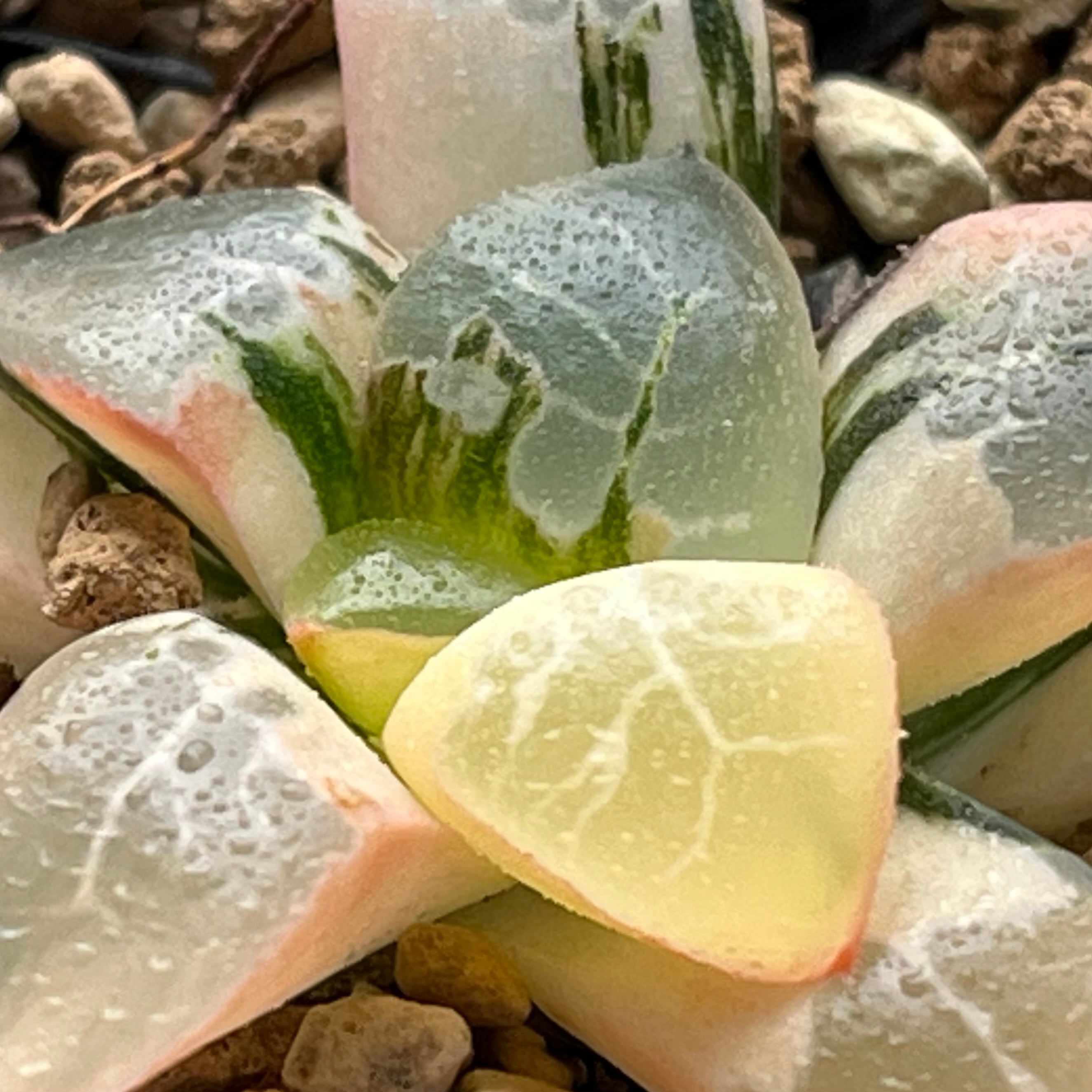 ハオルチア 火鳳凰錦 | mocono_plants