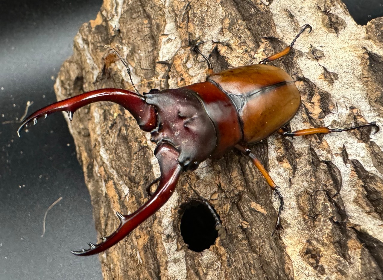 【WD】《アスタコイデスノコギリ 西ジャワ産 65mm ペア》