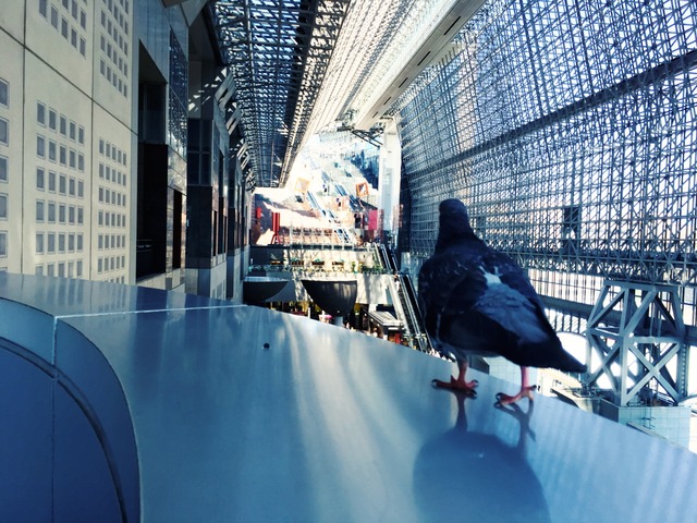 "Pigeon Vision"