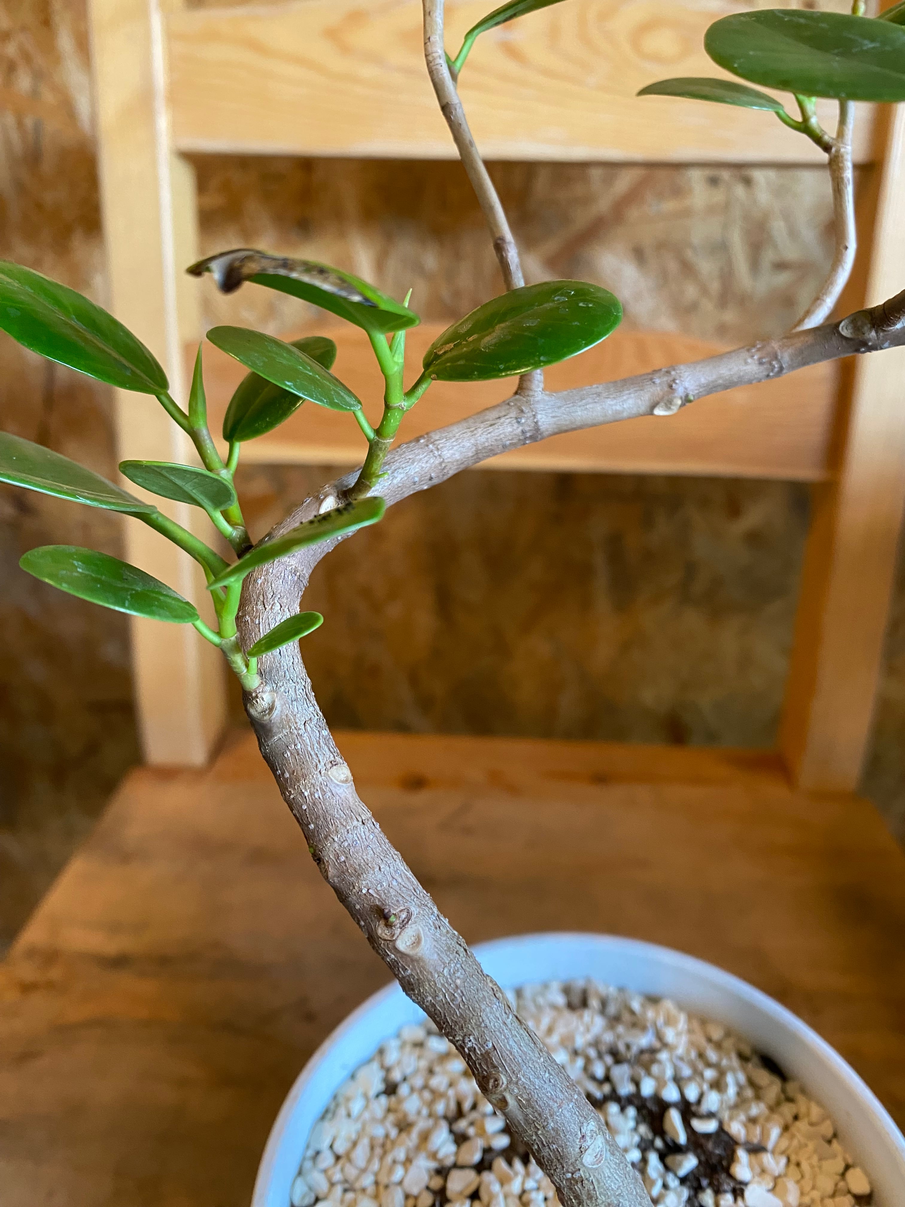 パンダガジュマル　 250311 5 パンダガジュマル H40cm W20cm 口径11cm | Garden Varejo