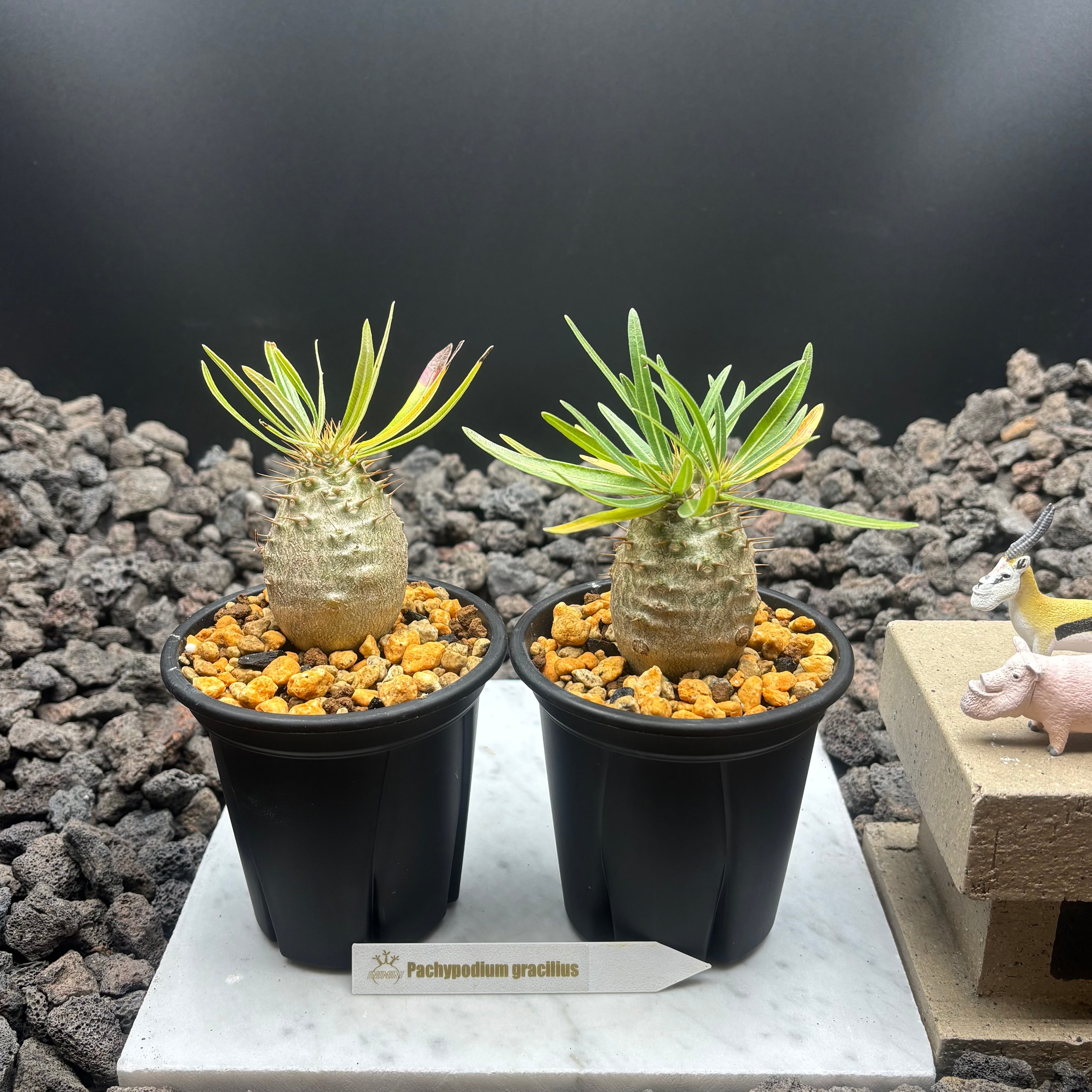 P willinckii cv. White Knight【artPLANTs】ビカクシダ/Platycerium