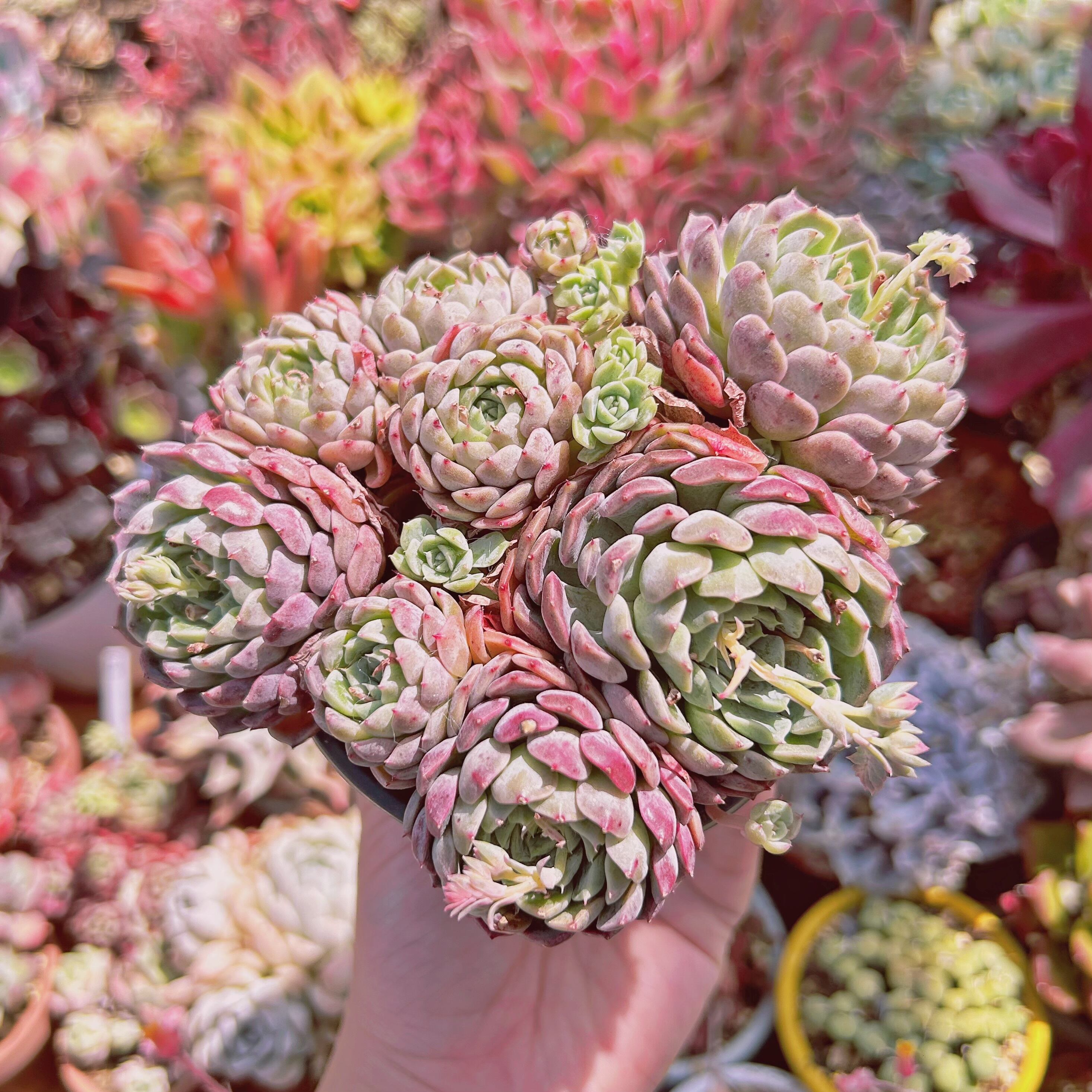 現物　多肉植物　芍薬　特大