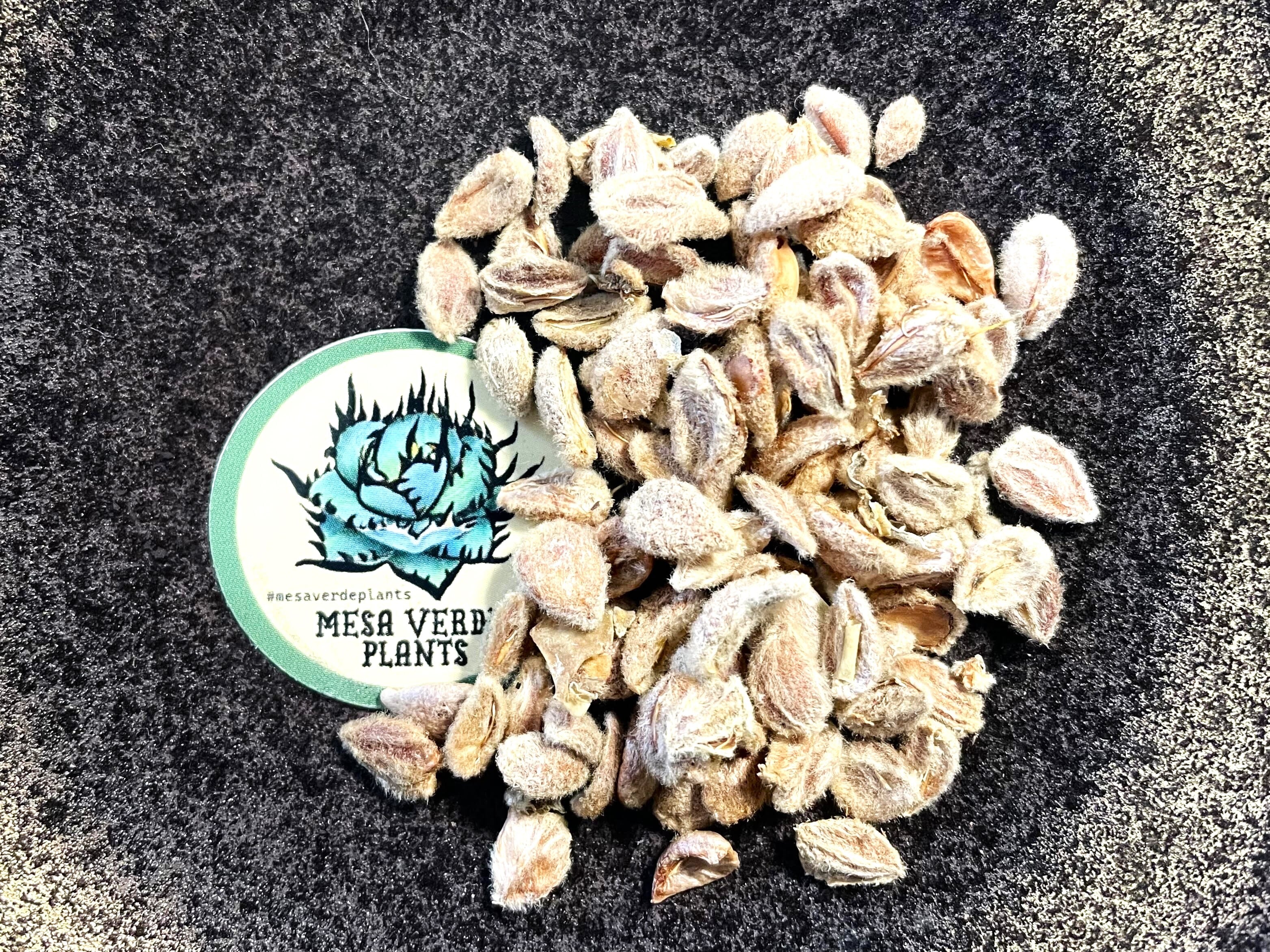 9月入荷 100粒 耐寒 レッド タイガー 斑入りバナナ 種 種子 証明書 9月