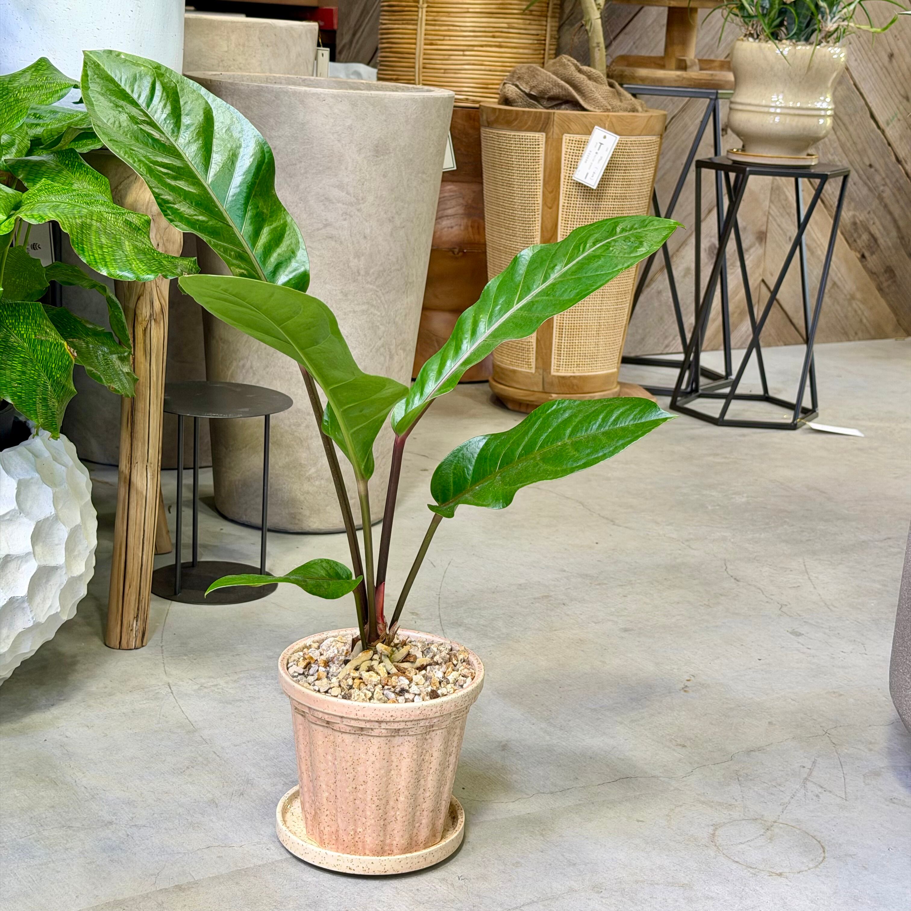 アンスリウム系 | barrelplants_BONSAI