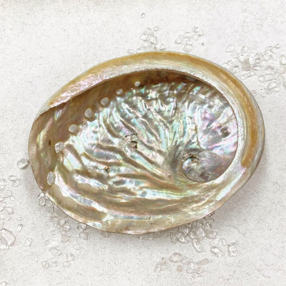 ホワイト アバロンシェル 】 両面磨き オーストラリア産 天然 高級