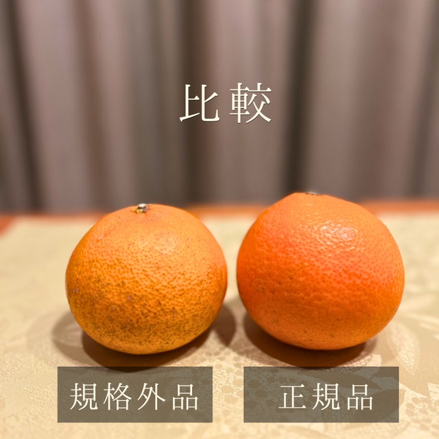 まどんな　訳あり品　5kg