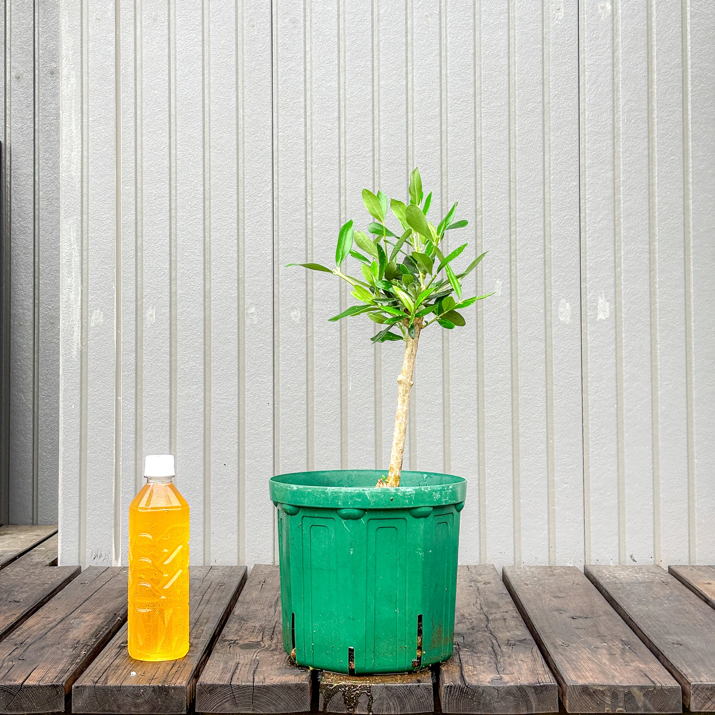 オリーブ 鉢植え 送料無料 ネバディロブランコ｜育てやすい シンボル