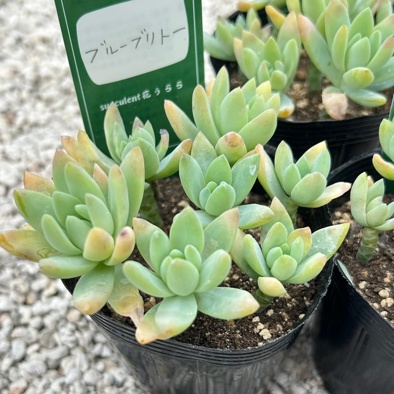 ALL ITEM | Succulent 花うらら 〜多肉植物