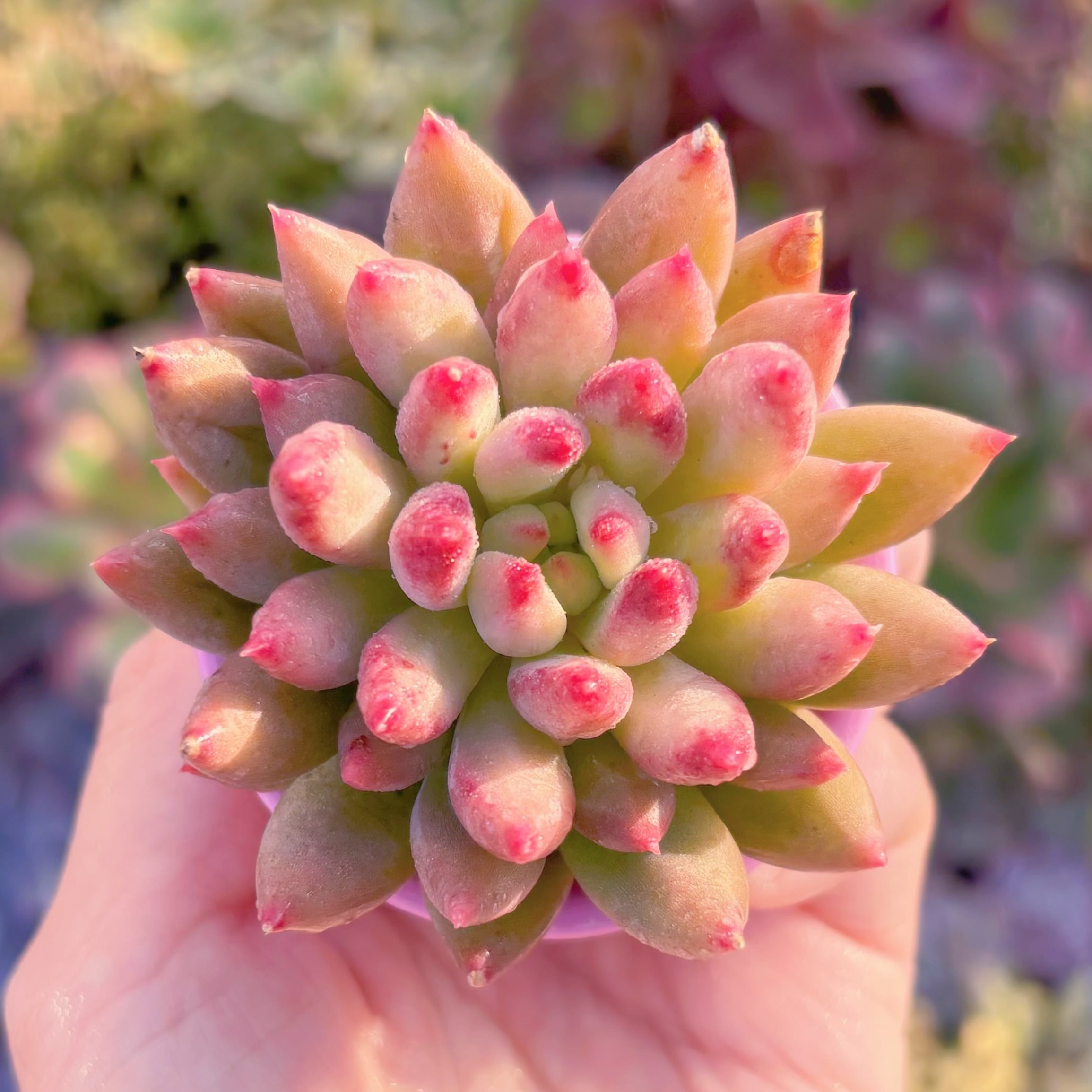 多肉植物　虞美人(ぐびじん)　新入荷　るる農園