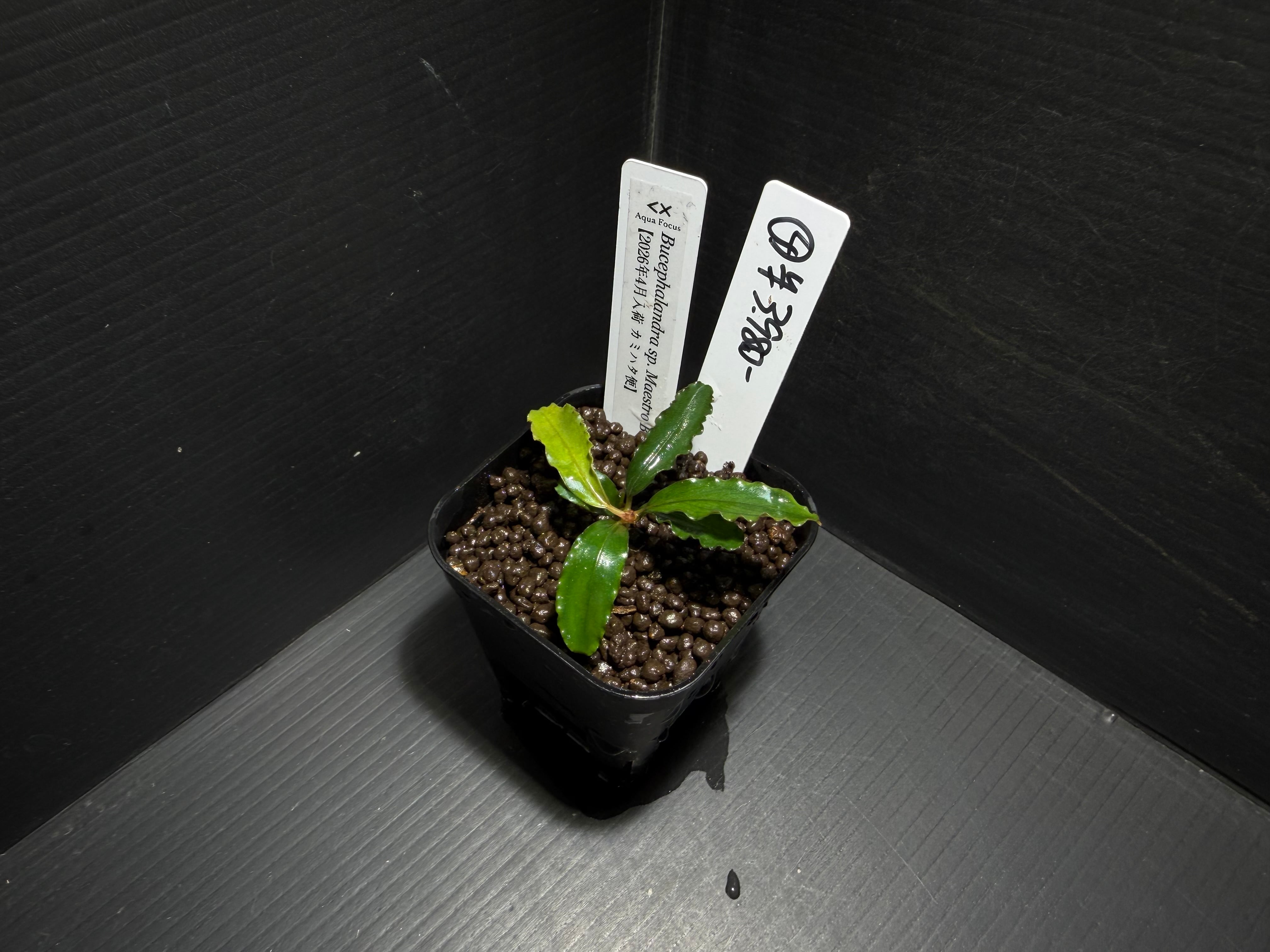 水草・観葉植物 | AquaFocus