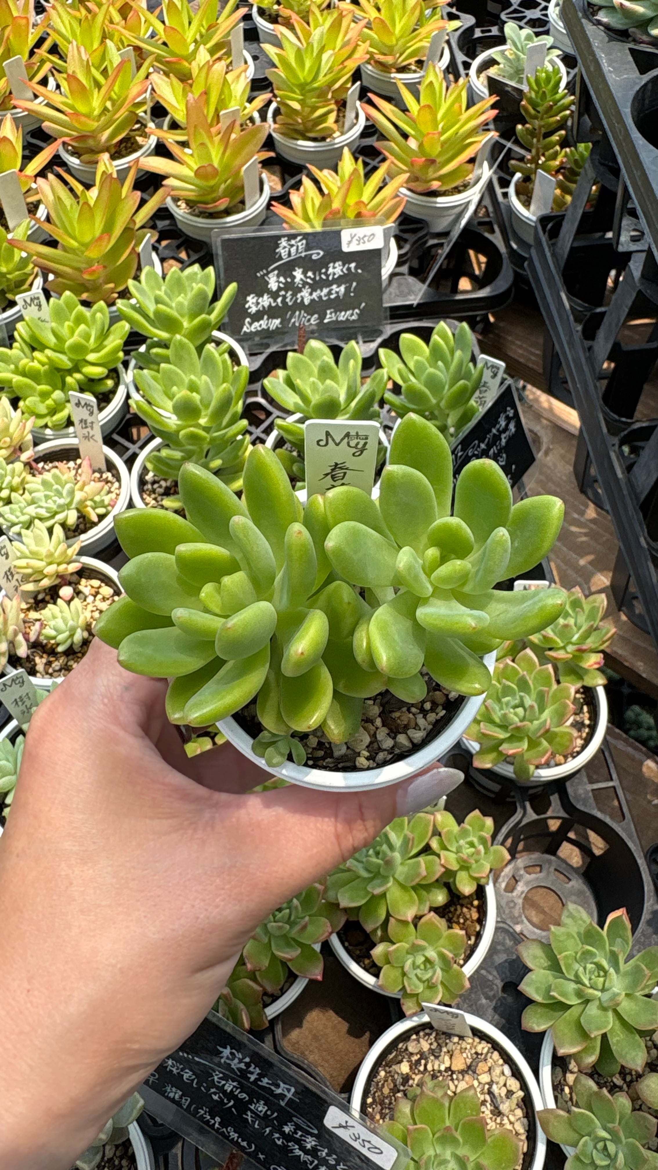 多肉植物 アエオニウム 孔雀白錦 美苗 #孔3 | PAY ID