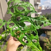 【実生】モンステラ オブリクア ペルー / Monstera Obliqua Peru