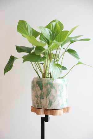 【M】ホマロメナ・サンシャインジェム/Homalomena Sunshinegem  ※陶器カバー付き