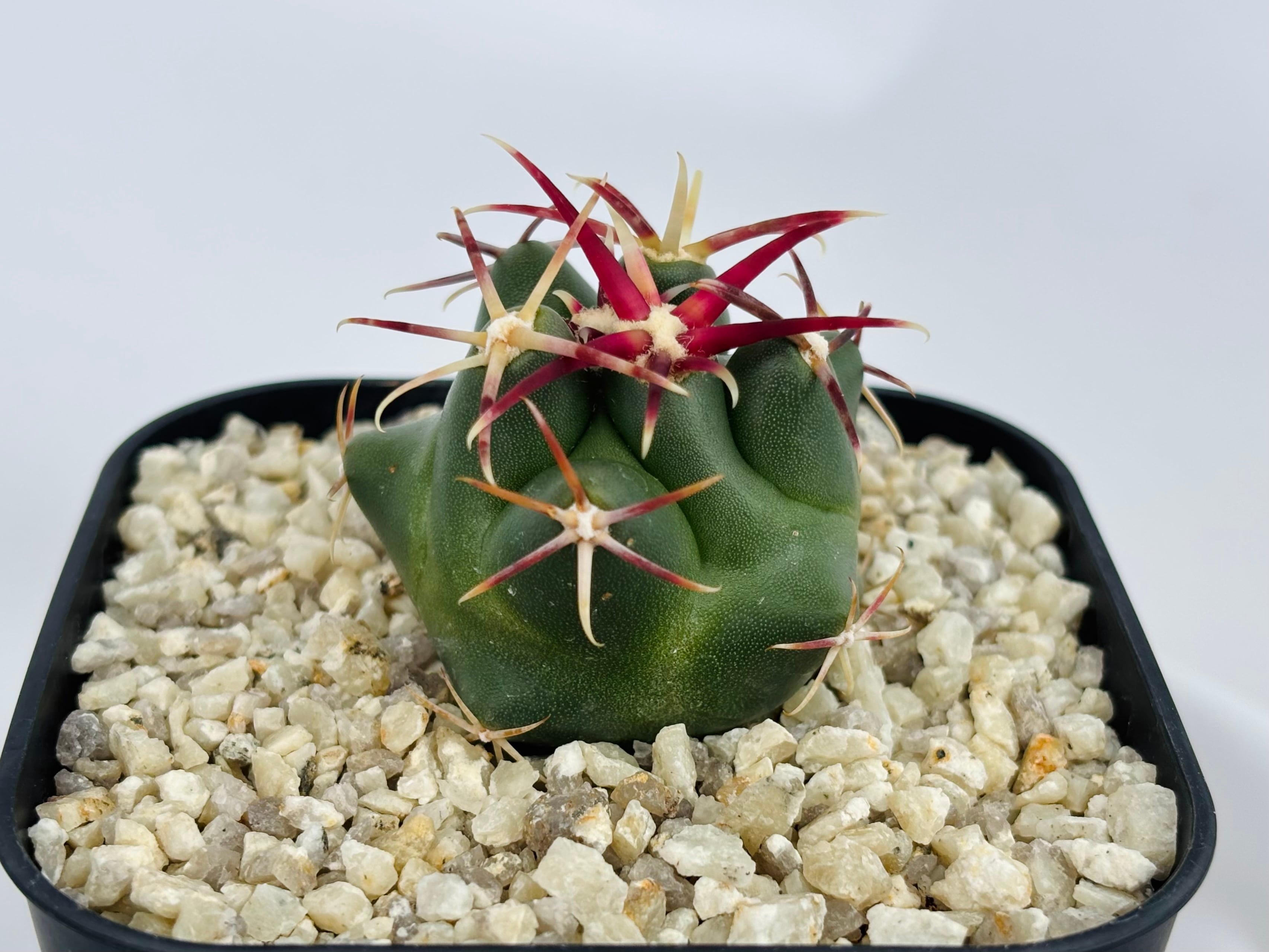 サボテン　紅鷹　実生　作り込み株 Theiocactus heteromus テロカクタス 紅鷹 サボテン | plants MARU