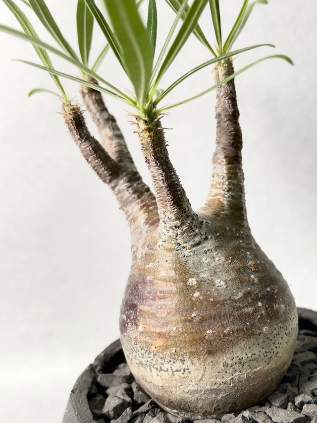 パキポディウム・グラキリス