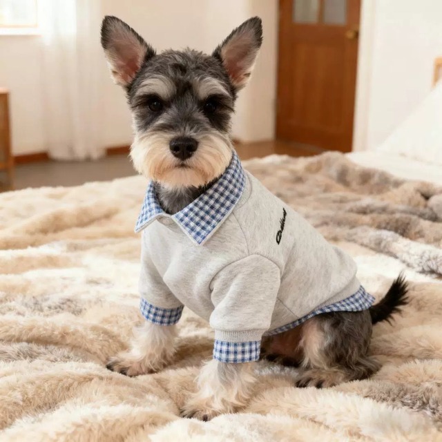 gingham collar sweatshirt