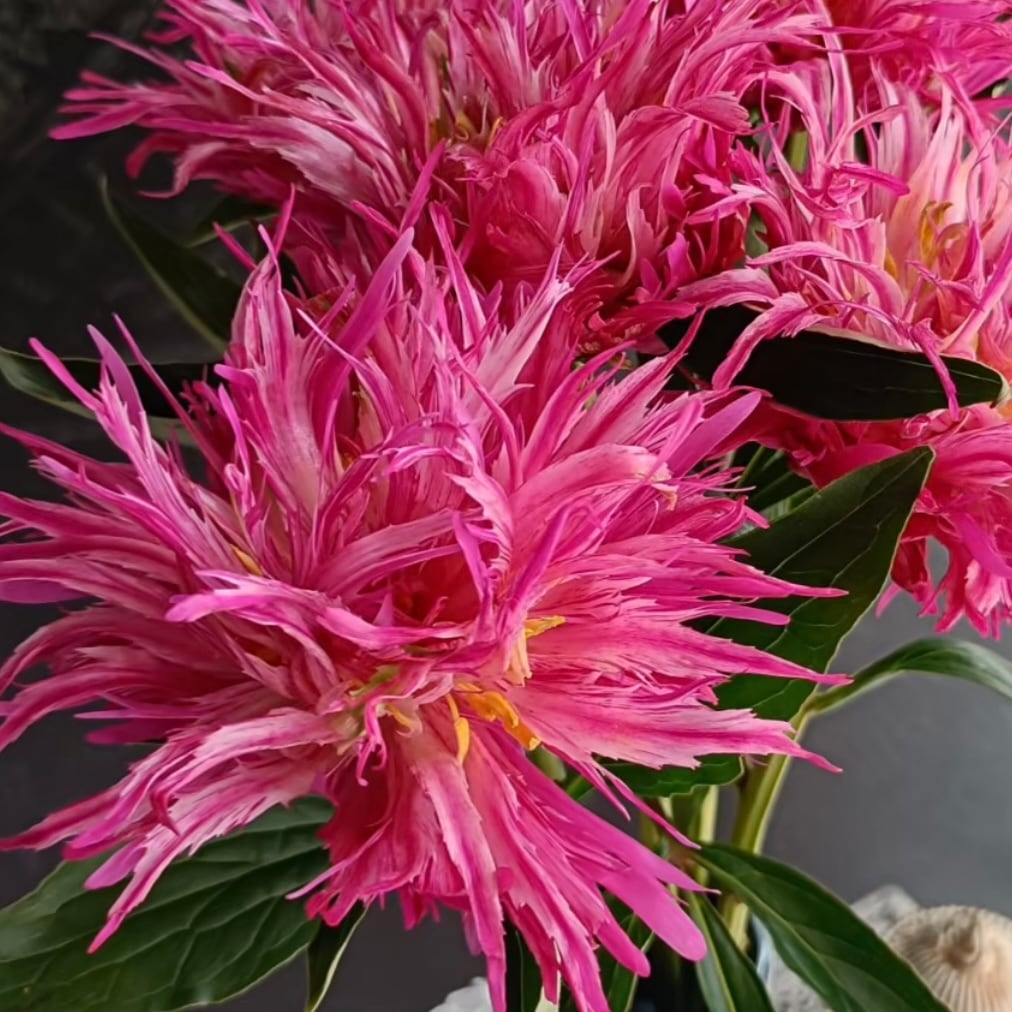 リョウスイ　芍薬 6セット限定15％OFF 新鮮お花 | 5本 ルイスチョイス 芍薬 幻の芍薬】 花