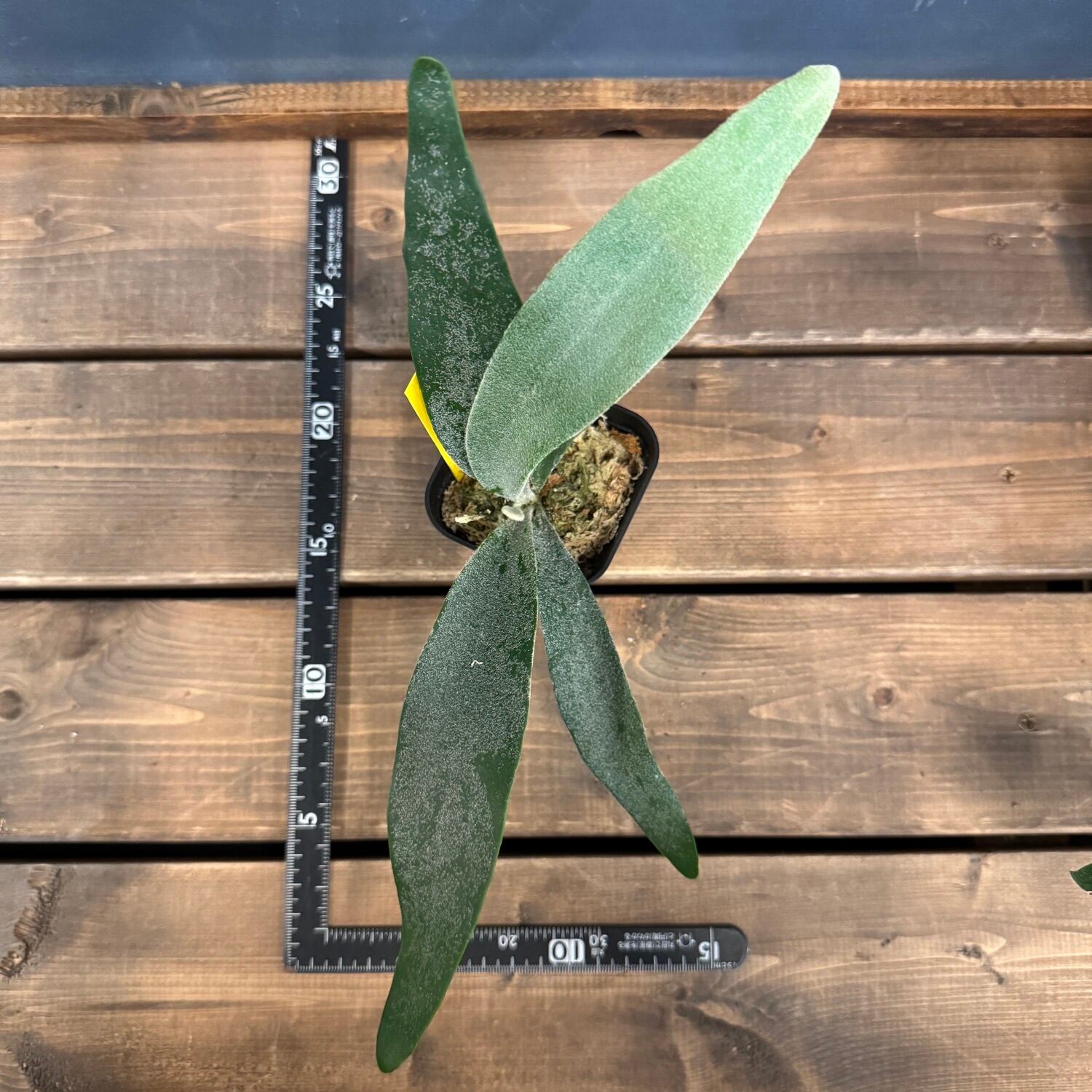 ビカクシダ Platycerium white&shine (vietchii×bifurcatum)【243