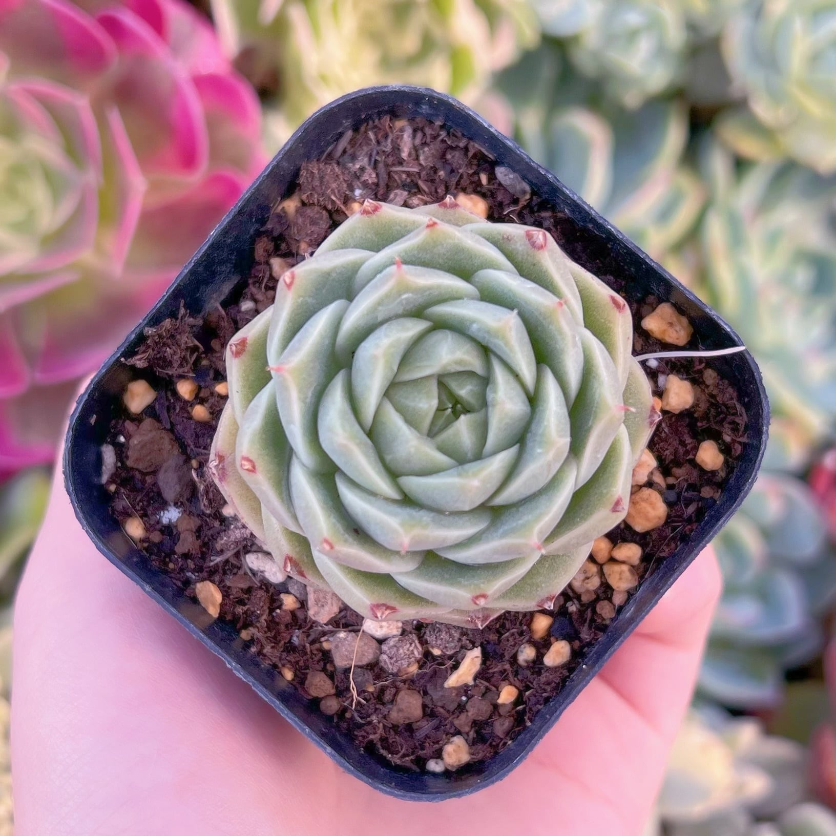 現品　コラジ#2201　るる農園